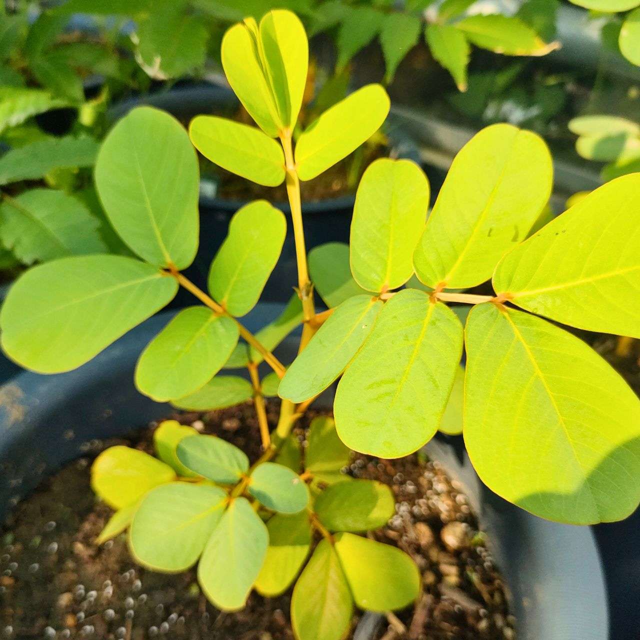 ゴールデンキャンドル 種子 | キャンドルブッシュ - ロウソクの花、熱帯の花木 - 種子
