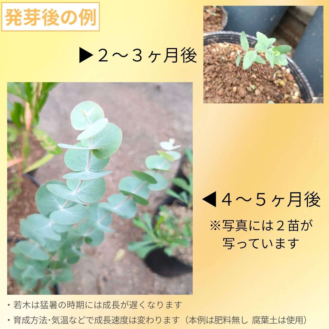 ユーカリ銀丸葉 種子 | ユーカリ・シネレア - 白銀色の葉 - 種子