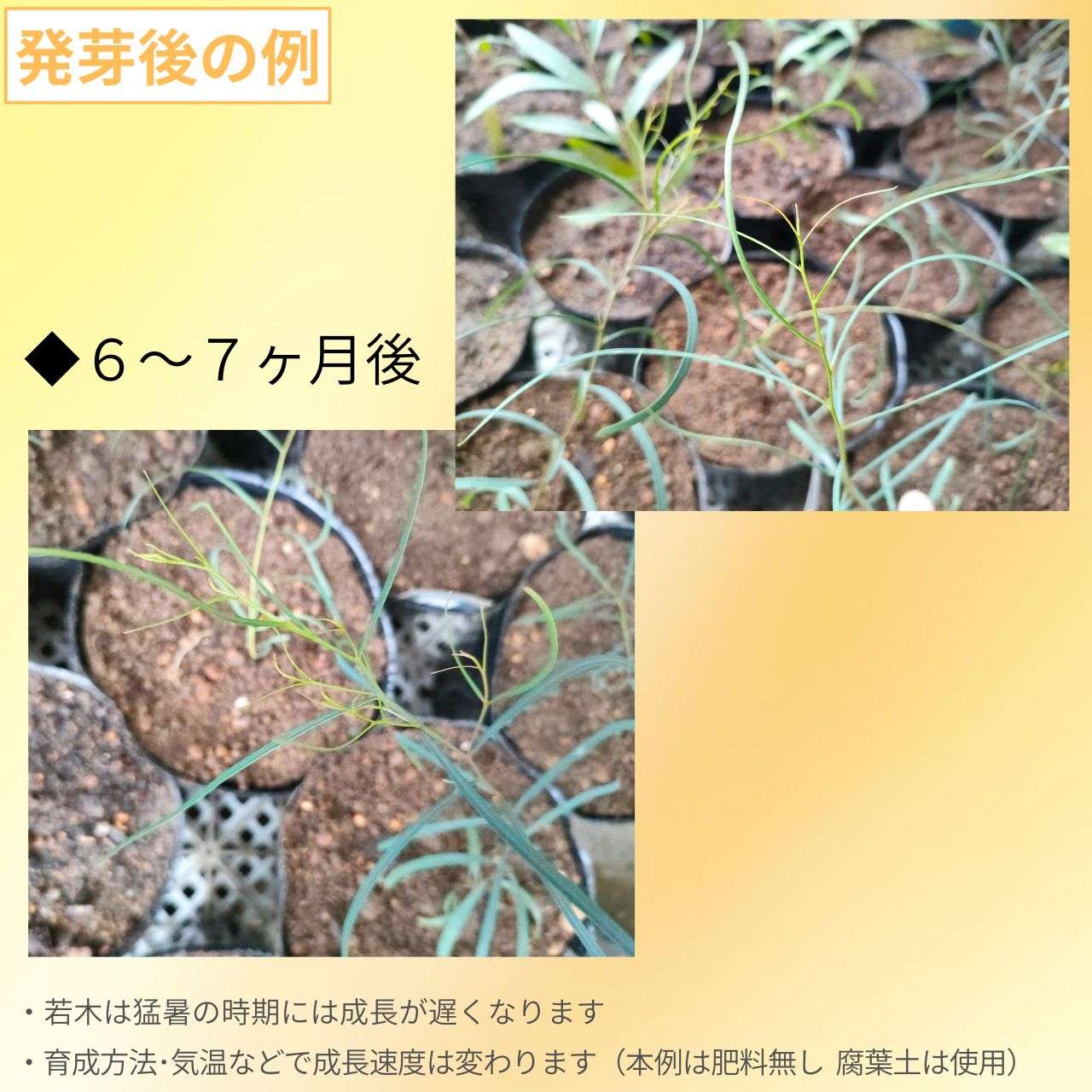 ユーカリ・ビリディス 種子 | 糸葉ユーカリ - 涼し気な長細い葉 - 種子