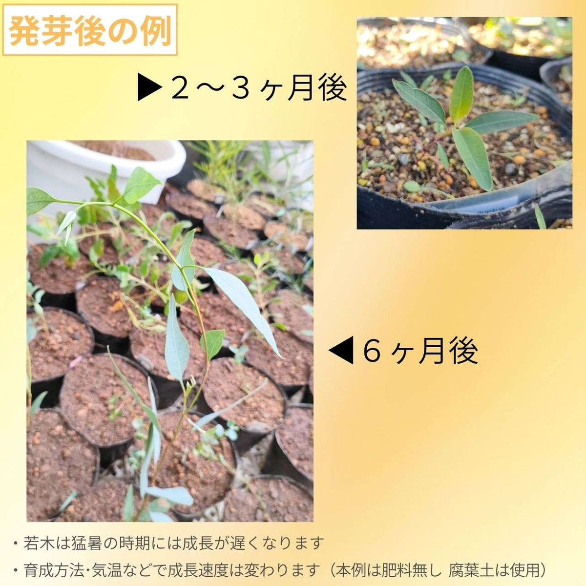 ユーカリ・ヨウンギア 種子 | ラージ・フルーツ・マリー - 大きめの花と実 - 種子