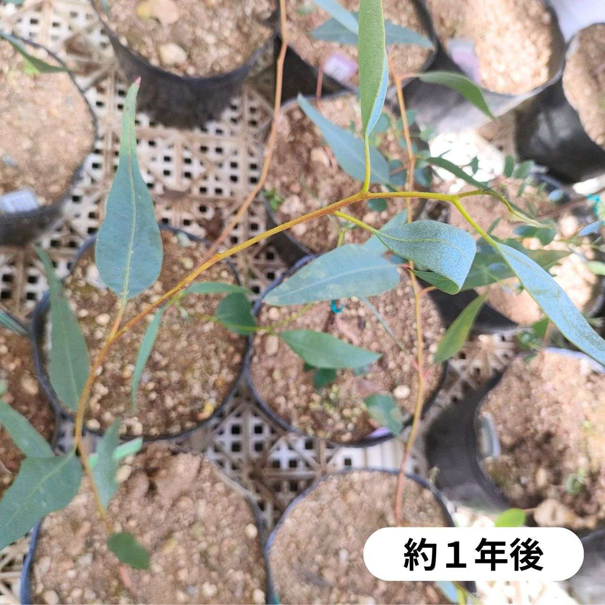 ユーカリ・ヨウンギア 種子 | ラージ・フルーツ・マリー - 大きめの花と実 - 種子