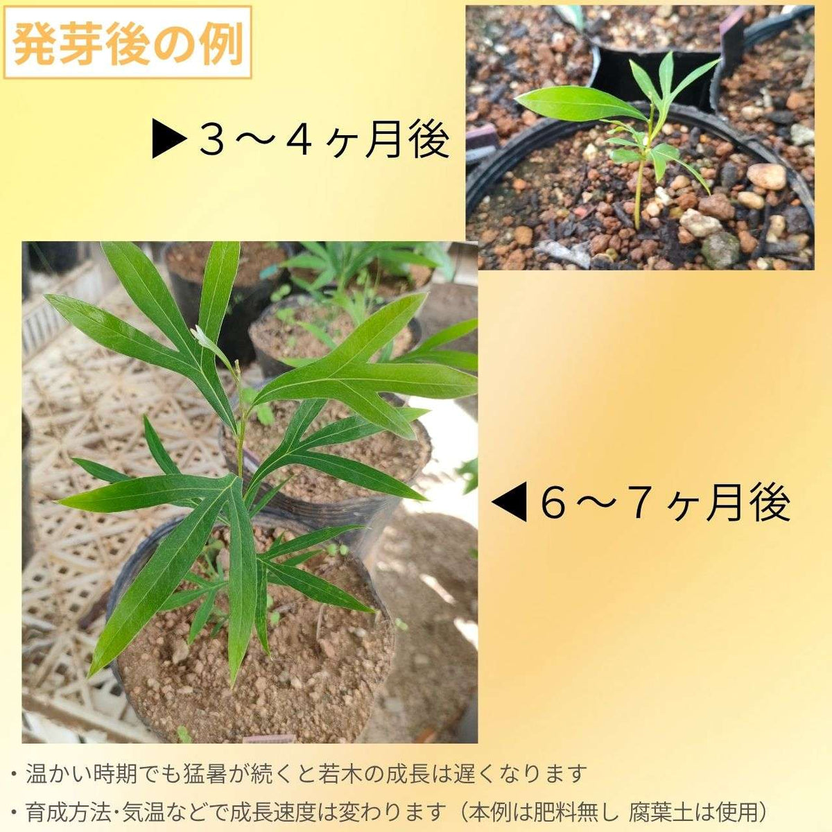 グレビレア・ベイリアナ 種子 | ホワイトオーク - オージープランツ、花木 - 種子