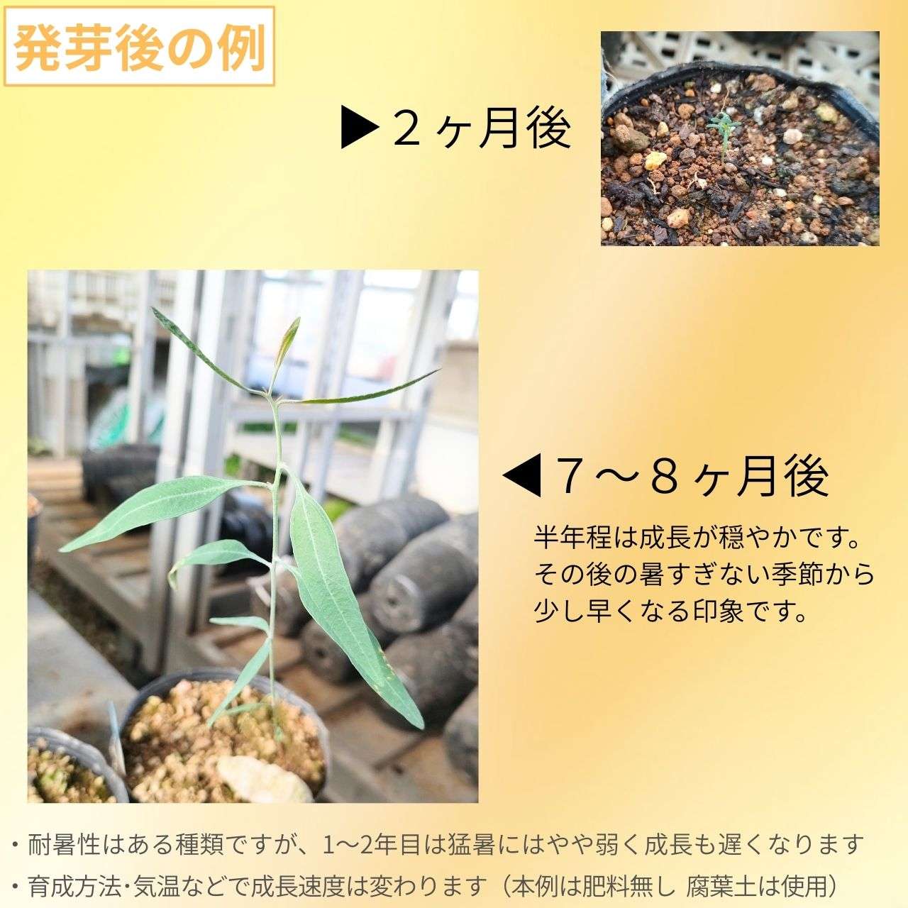 ユーカリ・カンパスペ 種子 | シルバーギムレット - 白いカップ状の実 - 種子