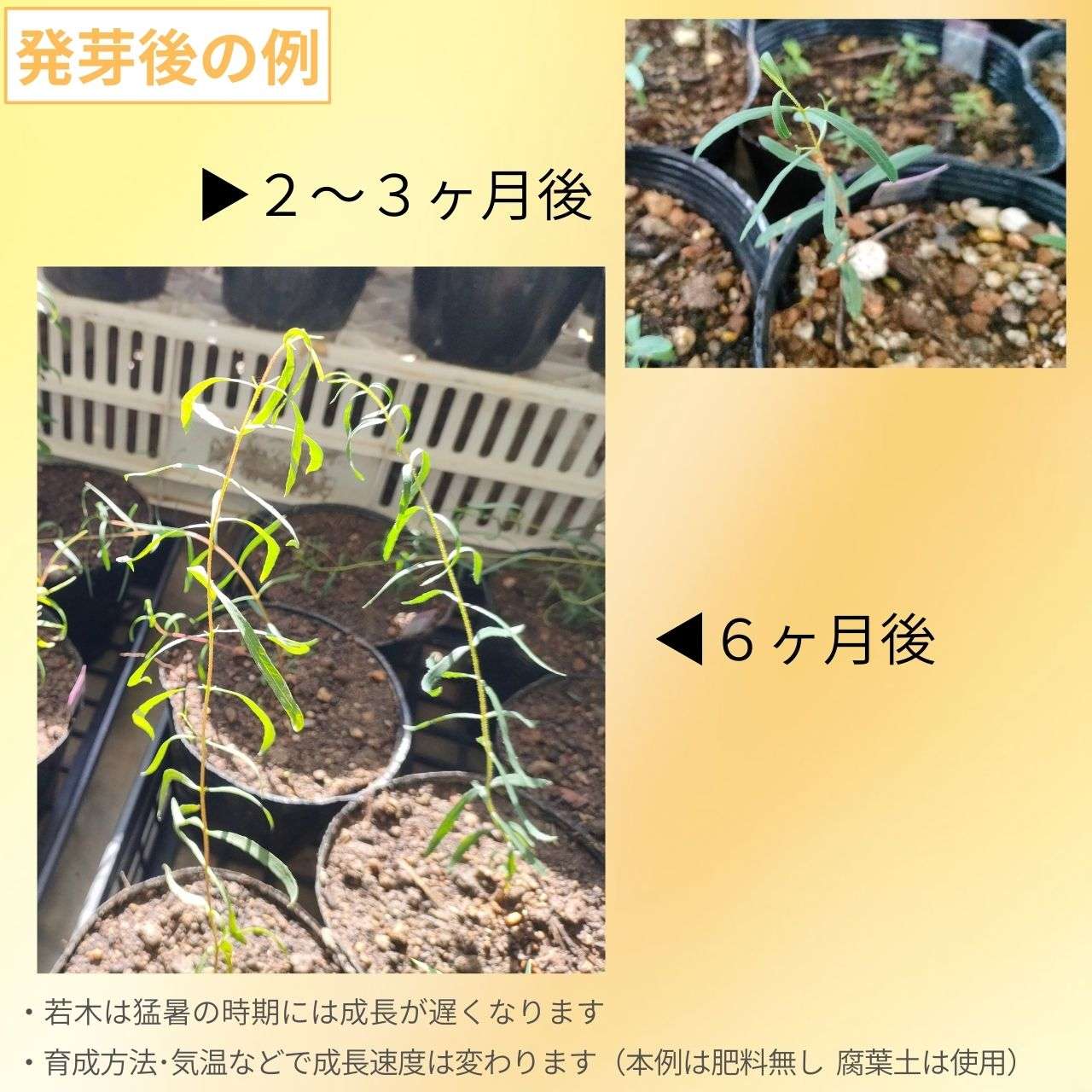 ユーカリ・プルケラ 種子 | ホワイト・ペパーミント - ヤナギのような細長い葉 - 種子