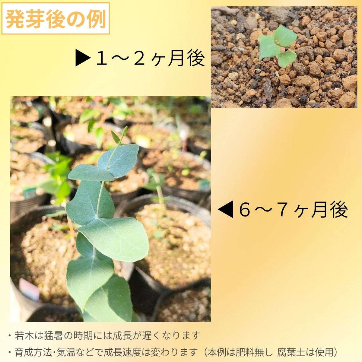 ユーカリ・リズドニー 種子 | リズドンペッパーミント - ツキヌキ状の葉 - 種子