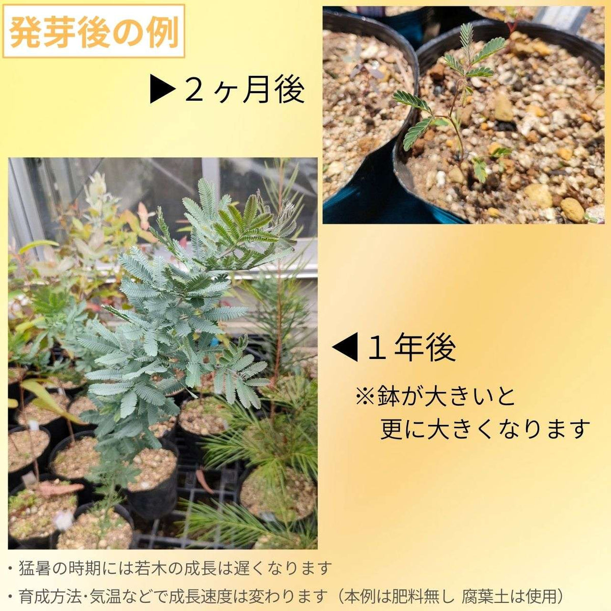 銀葉アカシア 種子 | アカシア・バイレヤナ - 大人気のミモザ - 種子
