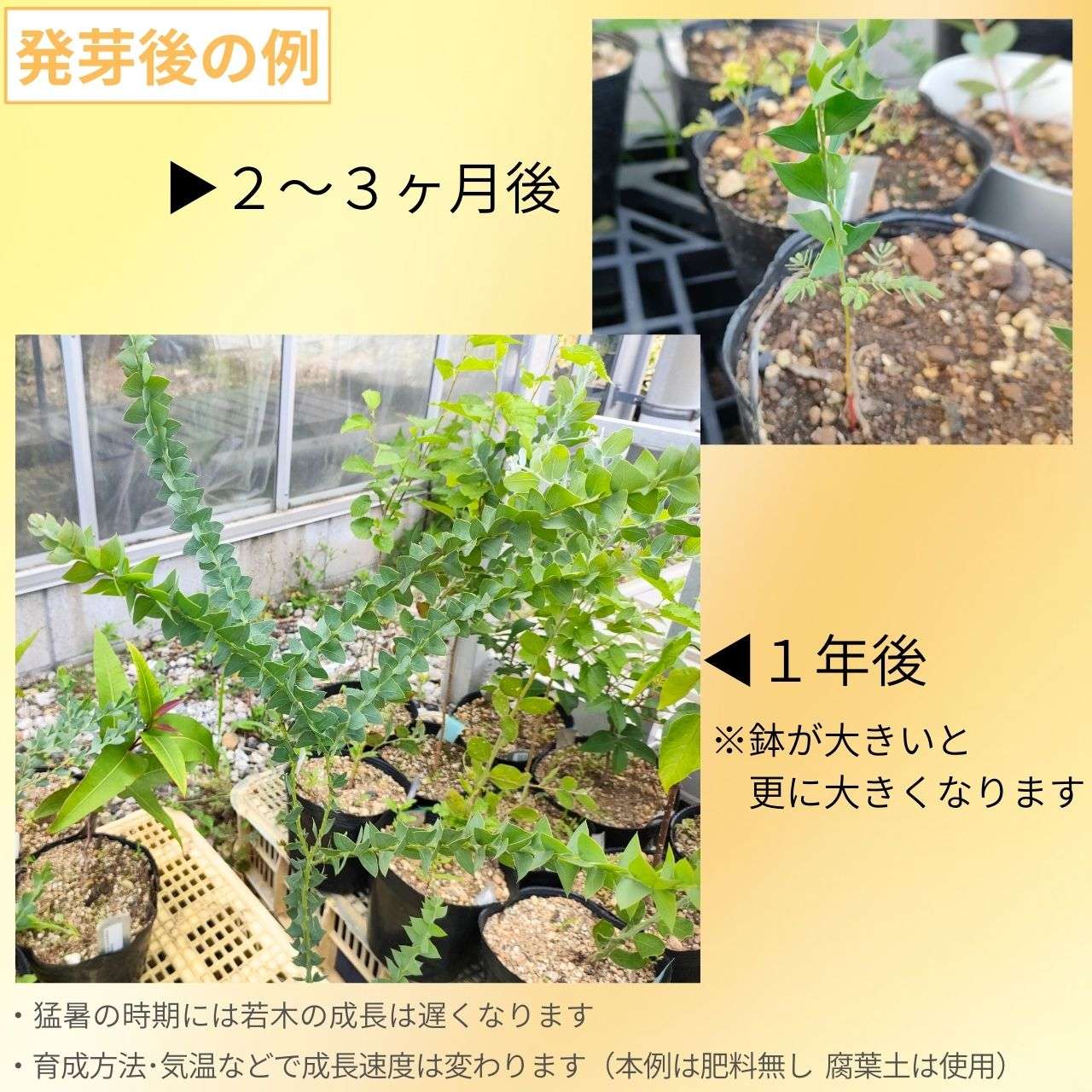 三角葉アカシア 種子 | アカシア・カルトリフォラミス  - ユニークな葉のミモザ - 種子