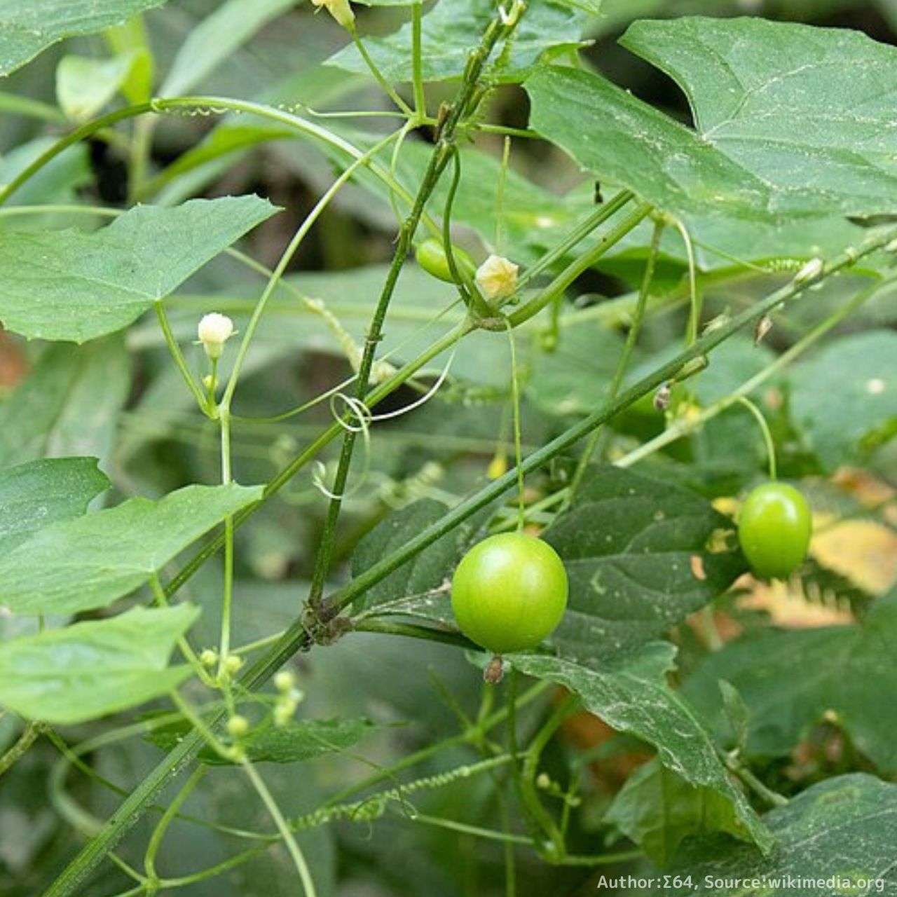 雀瓜 (スズメウリ) 種子 | 緑色から白色の実の山野草 - 種子