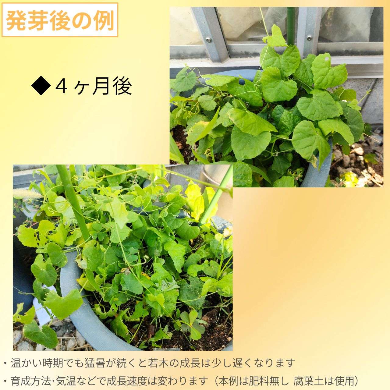 雀瓜 (スズメウリ) 種子 | 緑色から白色の実の山野草 - 種子