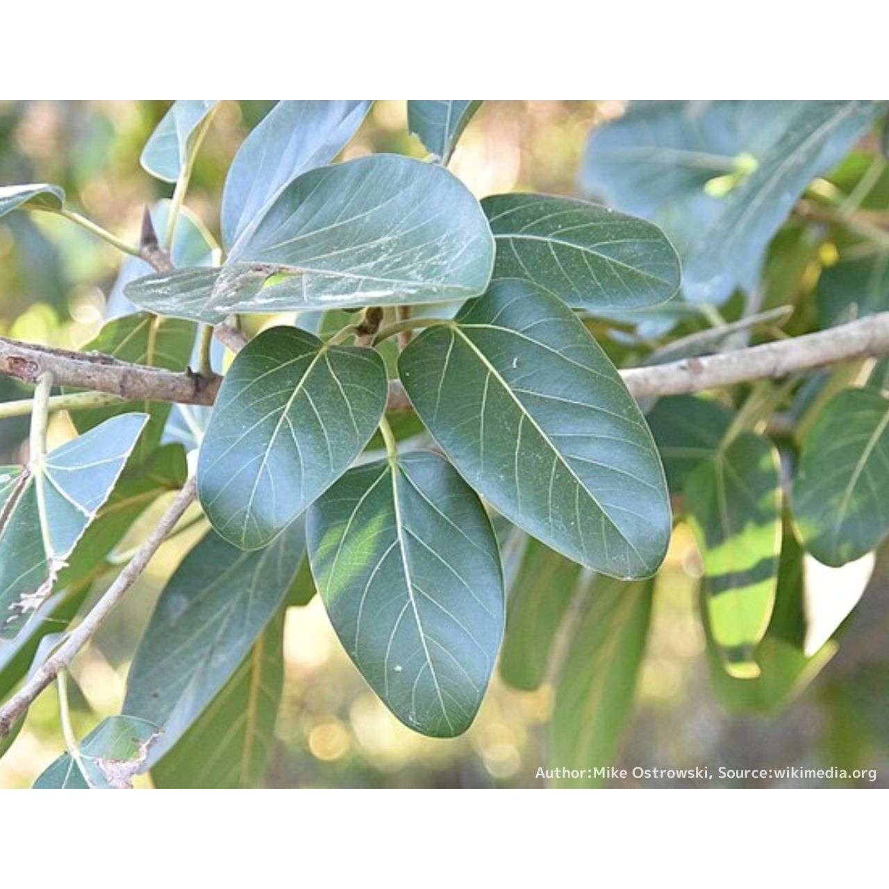 フィカス・アルテシマ 種子 | ゴムの木 - 金運の観葉植物 - 種子