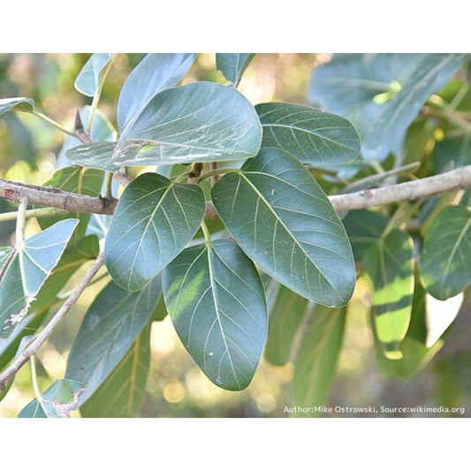 フィカス・アルテシマ 種子 | ゴムの木 - 金運の観葉植物 - 種子