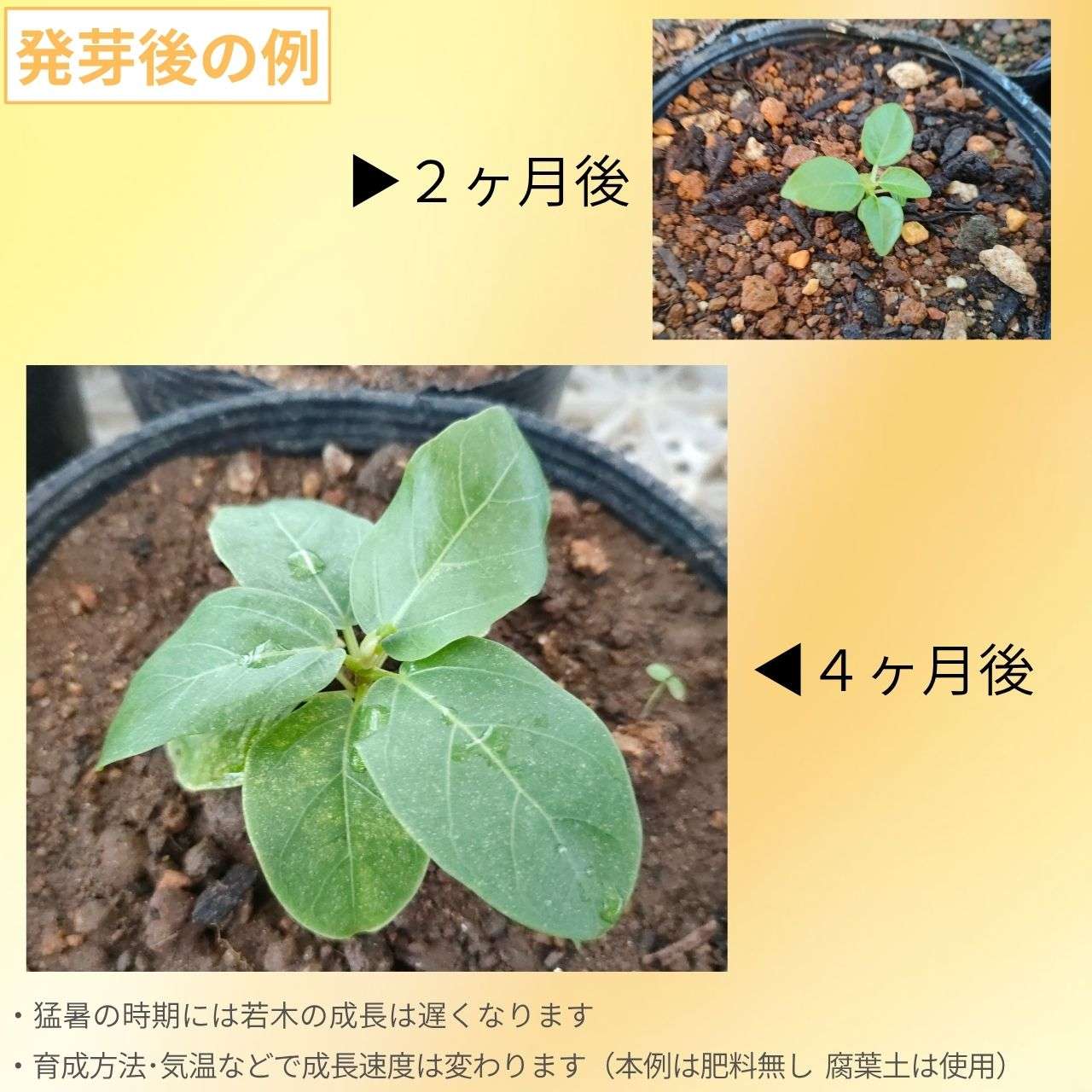 フィカス・アルテシマ 種子 | ゴムの木 - 金運の観葉植物 - 種子