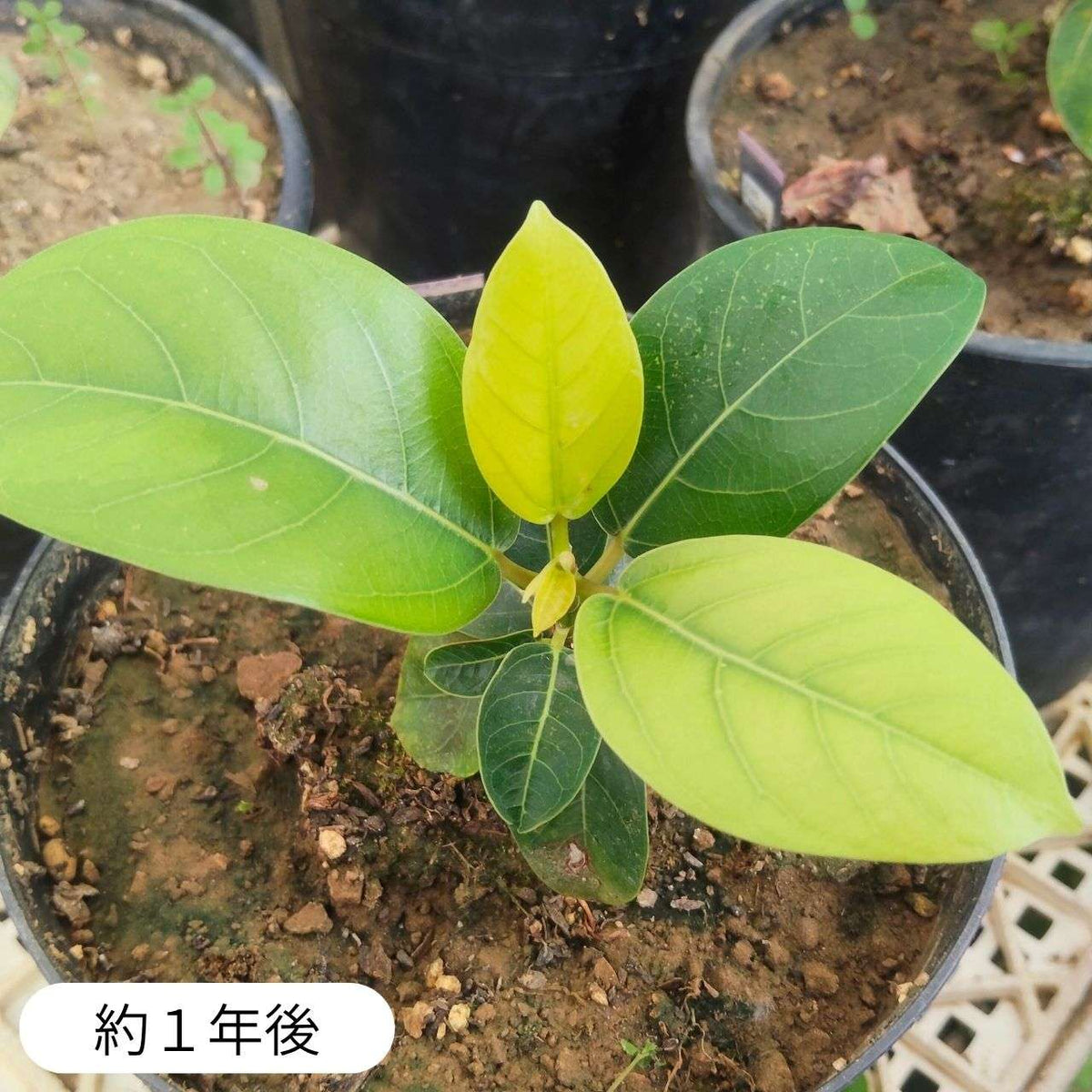 フィカス・アルテシマ 種子 | ゴムの木 - 金運の観葉植物 - 種子