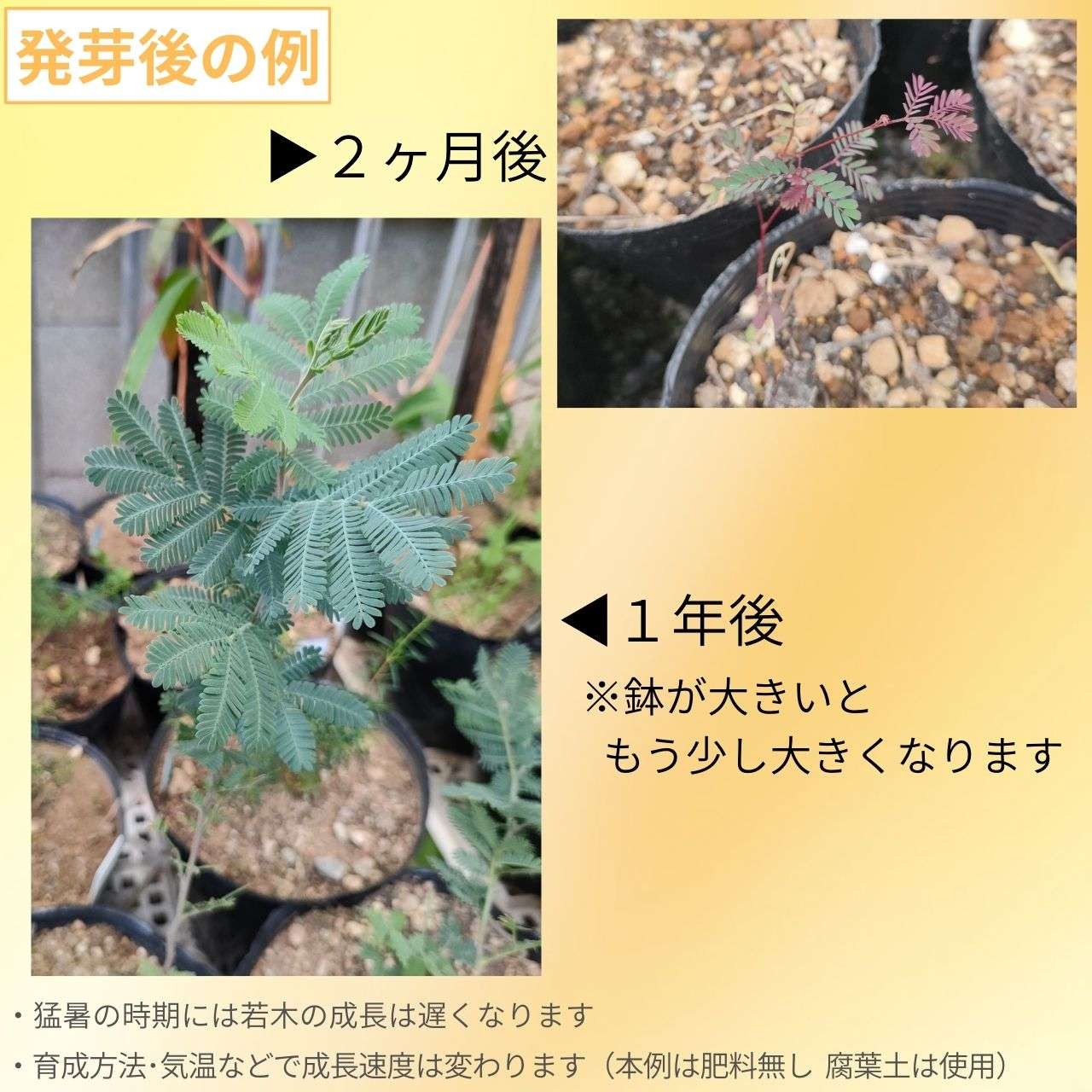 銀葉アカシア・プルプレア 種子 | 大人気のミモザの紫葉タイプ - 種子