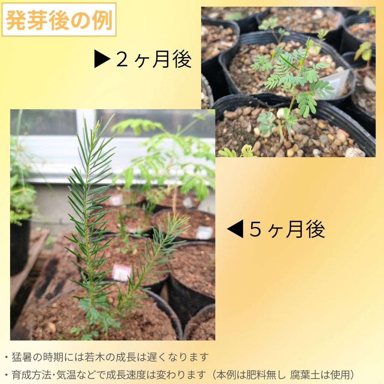 アカシア・ブアマニー 種子 | スノーウィーリバー・ワトル - 華やかな花の小～中型ミモザ - 種子