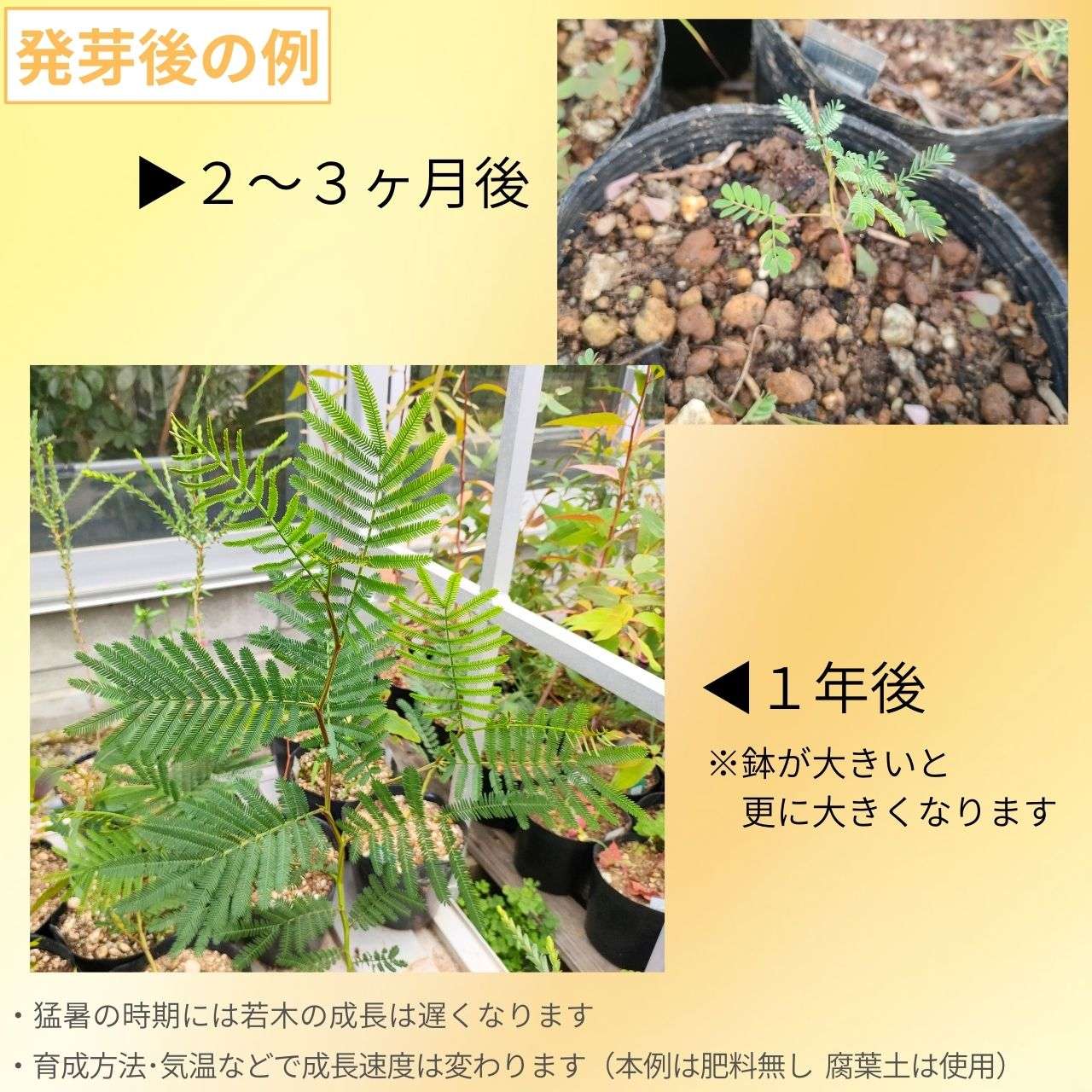 アカシア・デクレンス 種子 | ブラックワトル - オーストラリアの冬の終わりを知らせるミモザ - 種子