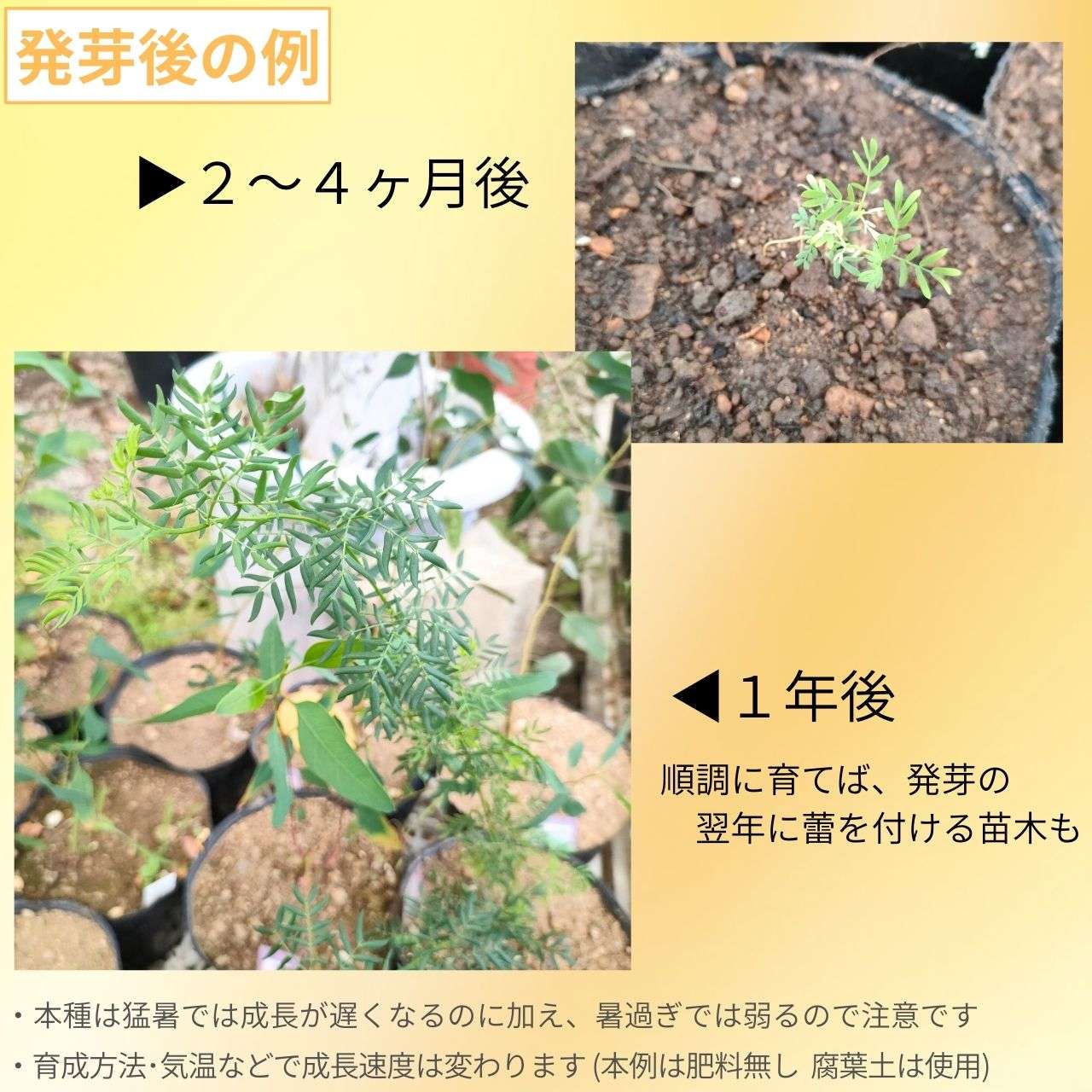 アカシア・デュルモンディ・エレガンス  種子 | コンパクトな葉、小型のミモザ - 種子