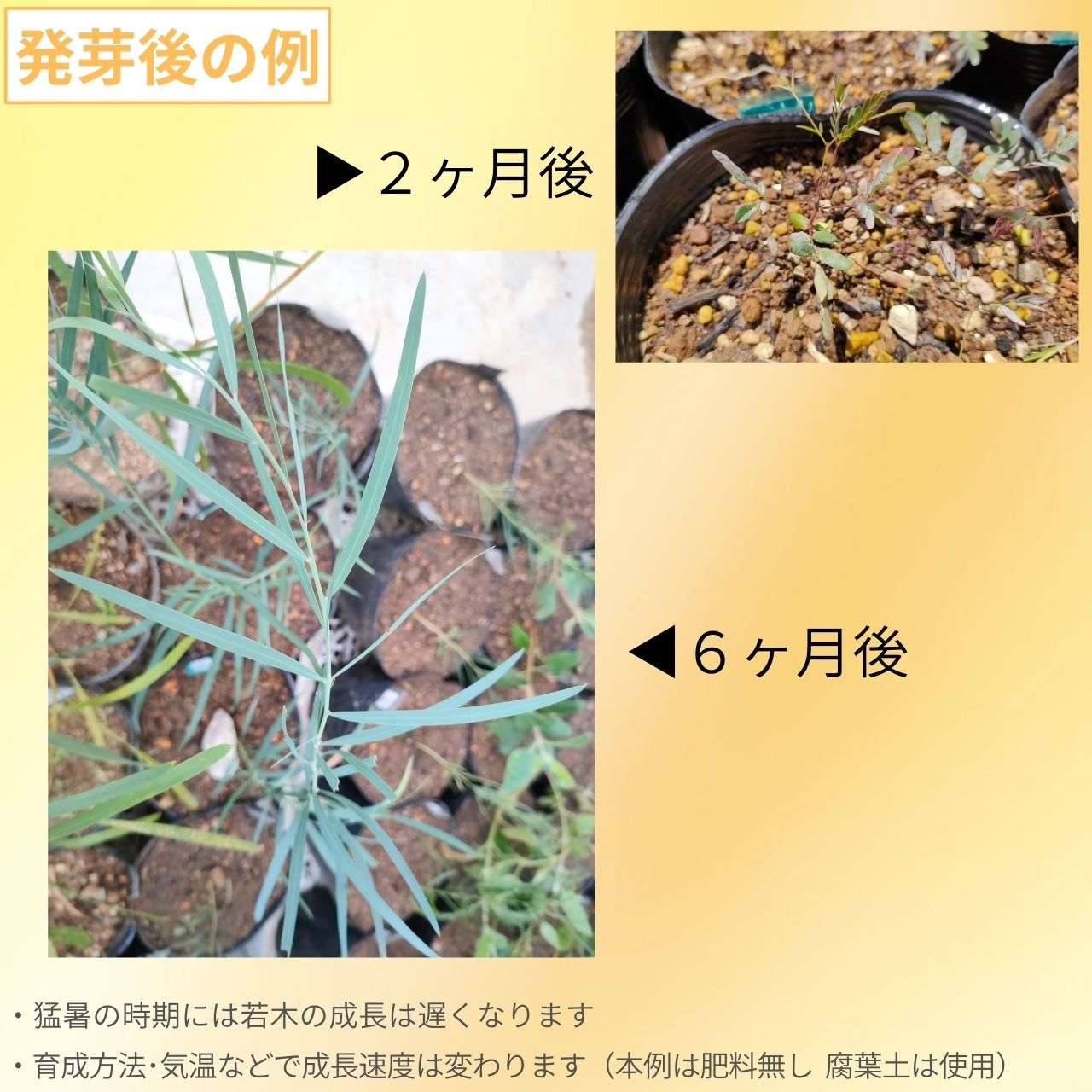 アカシア・イテアフィラ 種子 | ポートリンカーンワトル  - 枝垂れ花とヤナギ葉の小型ミモザ - 種子