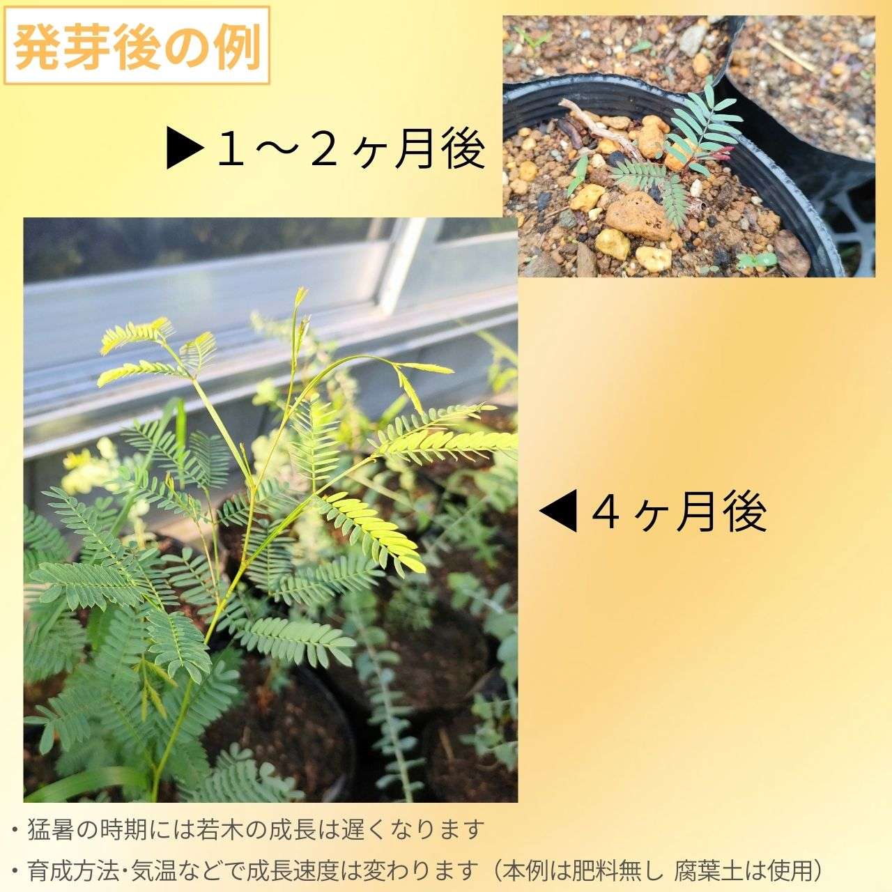 アカシア・ジュンシフォリア 種子 | ラッシュリーフ・ワトル - 青緑色の細葉 - 種子