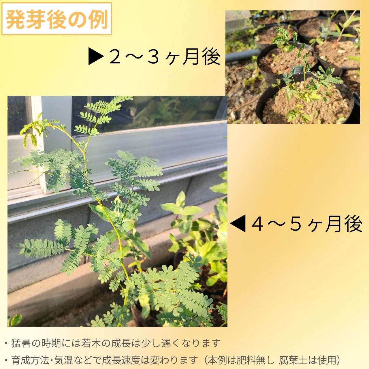 アカシア・スペクタビリス 種子 | マッジー・ワトル - ボリュームある花と羽状の丸い葉のミモザ - 種子