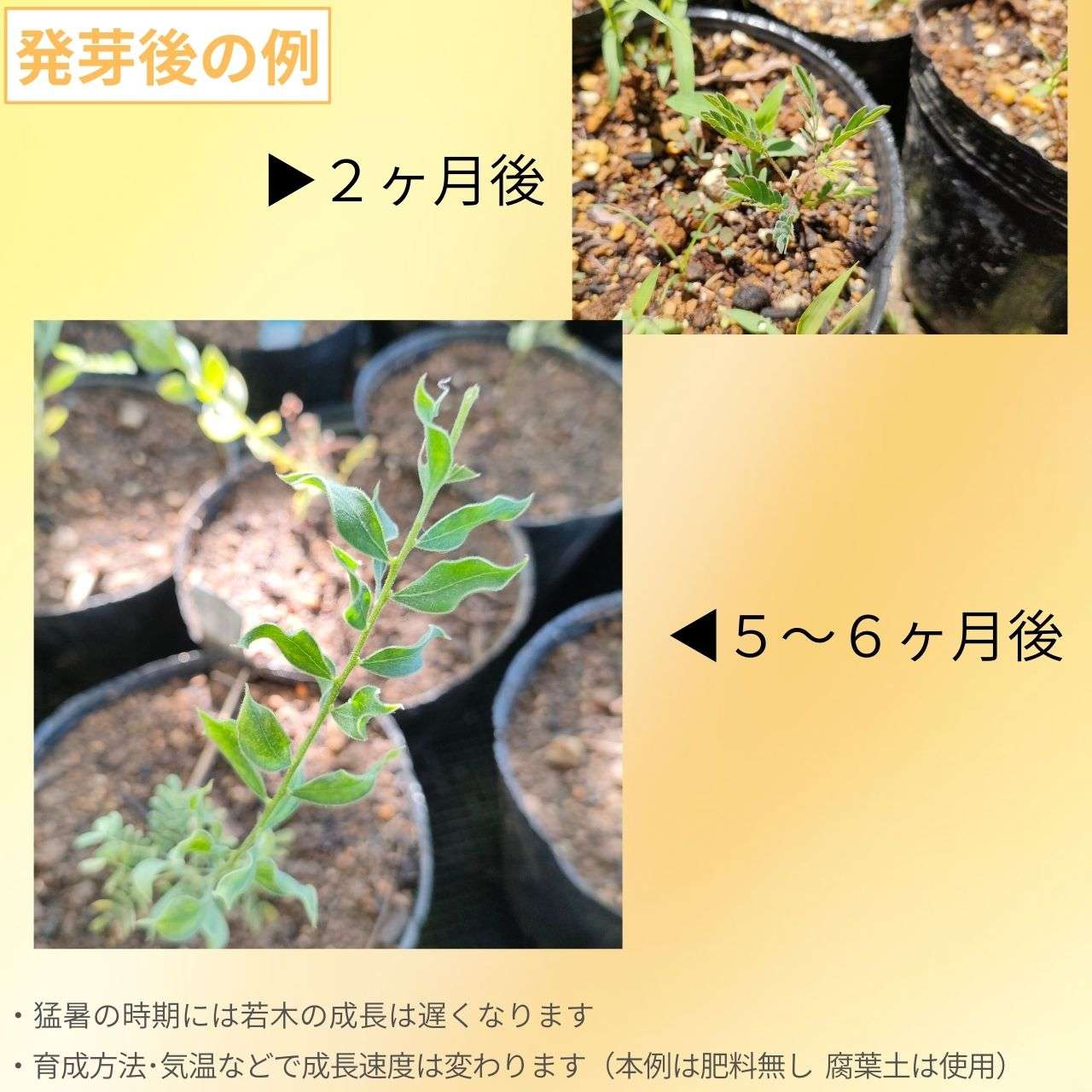 アカシア・ウンシナータ 種子 | 湾曲した小さな円葉のミモザ - 種子
