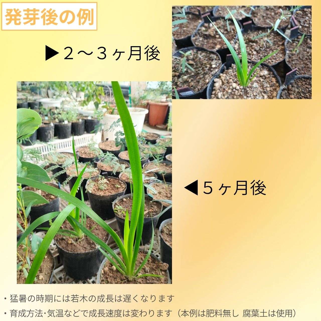 セイタカカンガルーポー・レッド 種子 | アニゴザントス・フラビダス - カンガルーの足、オージープランツ - 種子