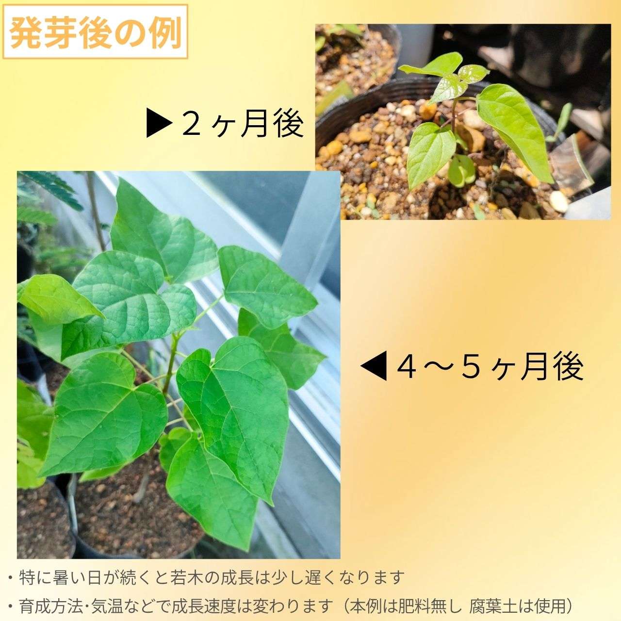 アメリカ・キササゲ 種子 | カタルパ・ビグノニオイデス - アメリカの花木 - 種子