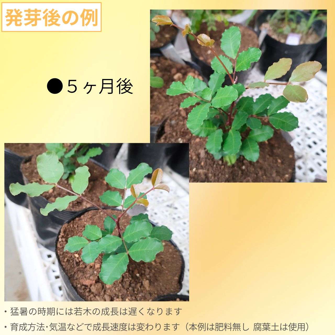 イナゴマメ 種子 | キャロブ - キャロブパウダーの木 - 種子