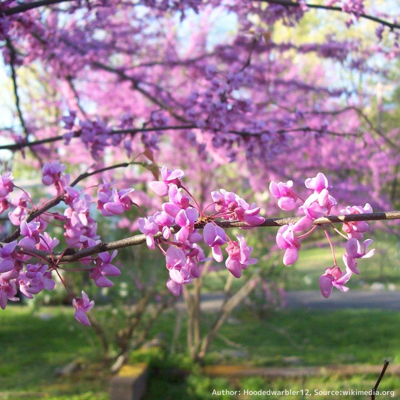 アメリカ花蘇芳（ハナズオウ） 種子 | 北アメリカの花木 - 種子