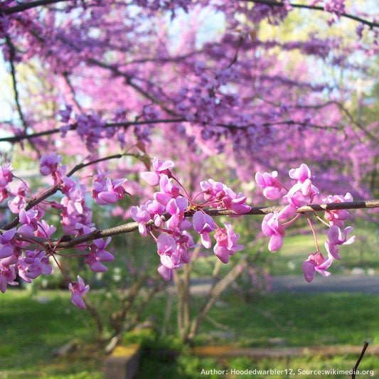 アメリカ花蘇芳（ハナズオウ） 種子 | 北アメリカの花木 - 種子