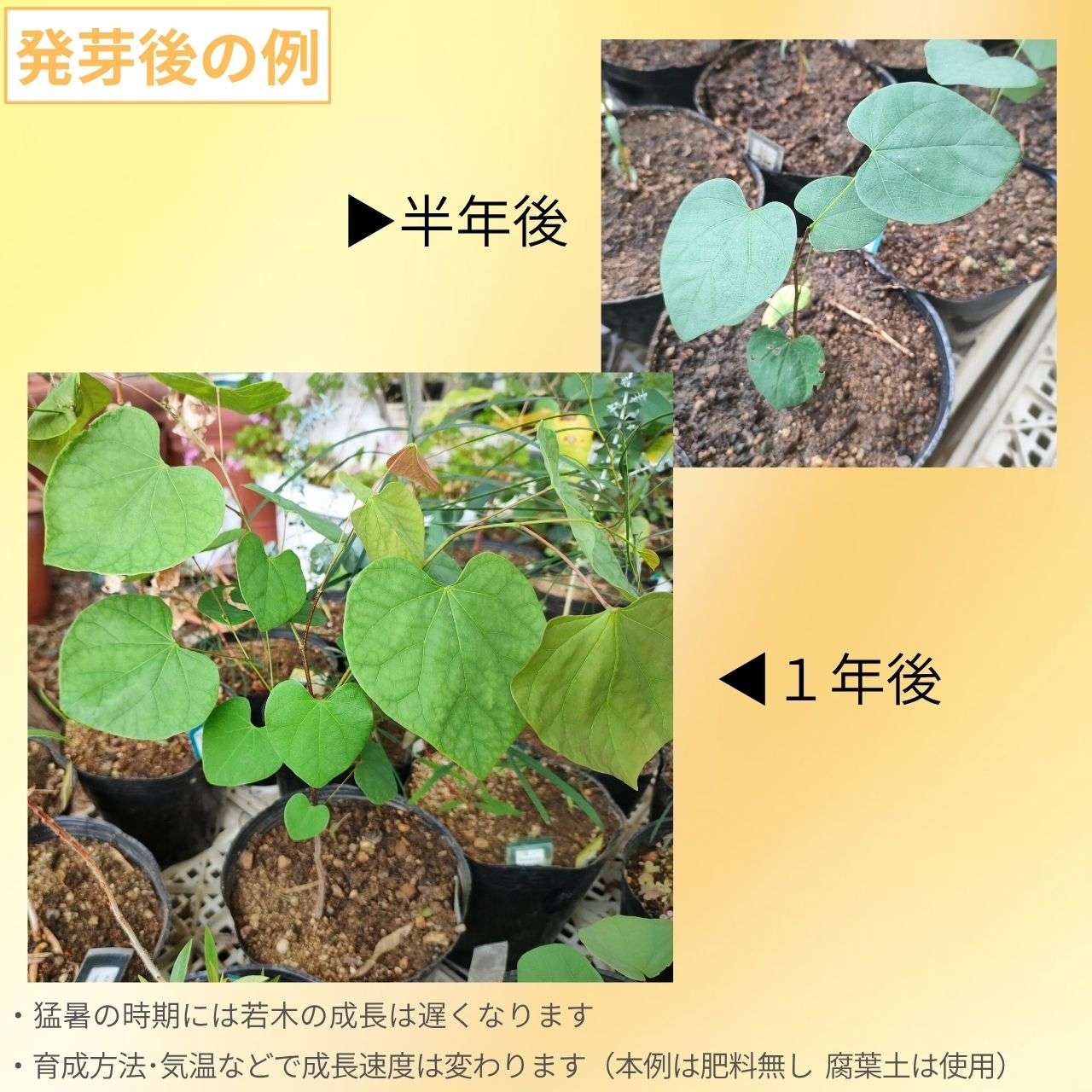 アメリカ花蘇芳（ハナズオウ） 種子 | 北アメリカの花木 - 種子