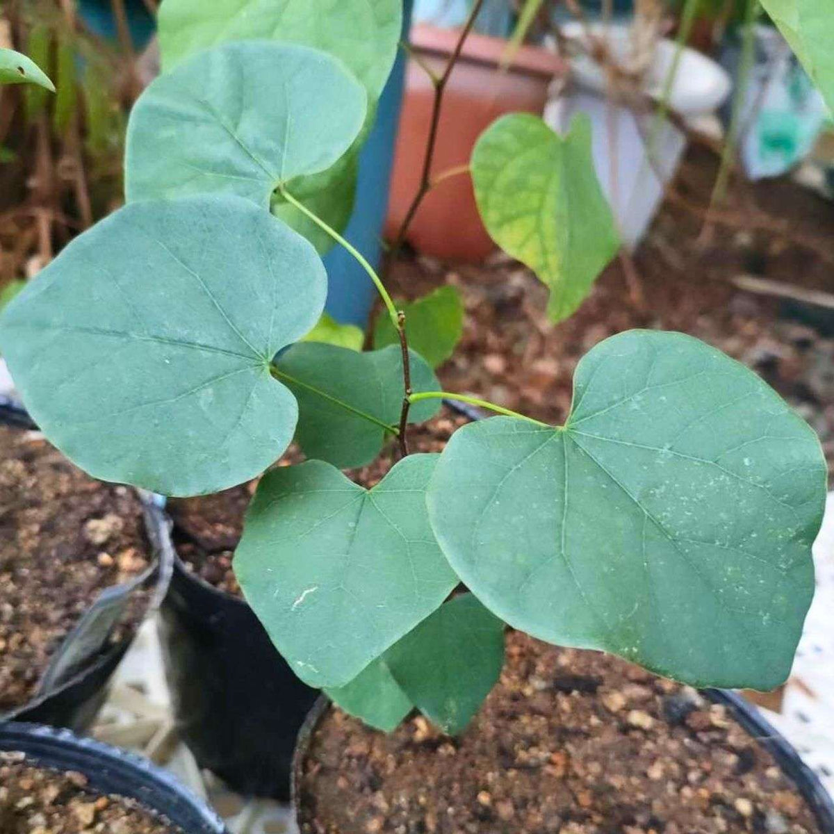 アメリカ花蘇芳（ハナズオウ） 種子 | 北アメリカの花木 - 種子