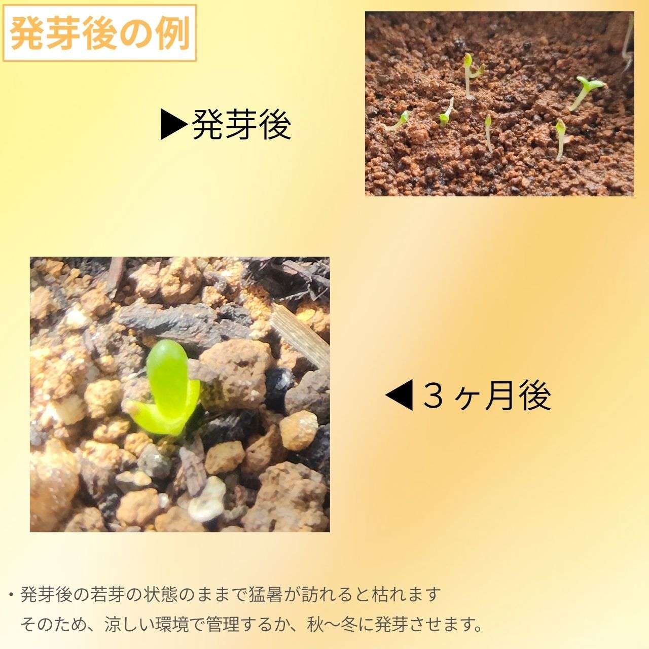 親指姫 種子 | ダクティロプシス・ディギタータ - 冬型の多肉植物 - 種子