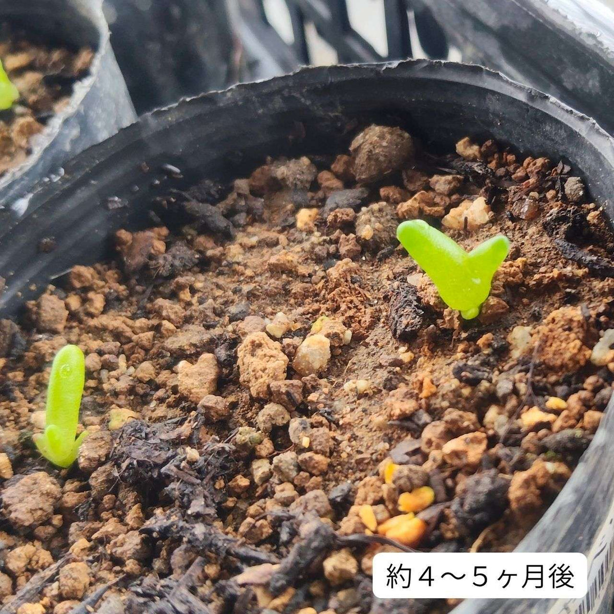 親指姫 種子 | ダクティロプシス・ディギタータ - 冬型の多肉植物 - 種子