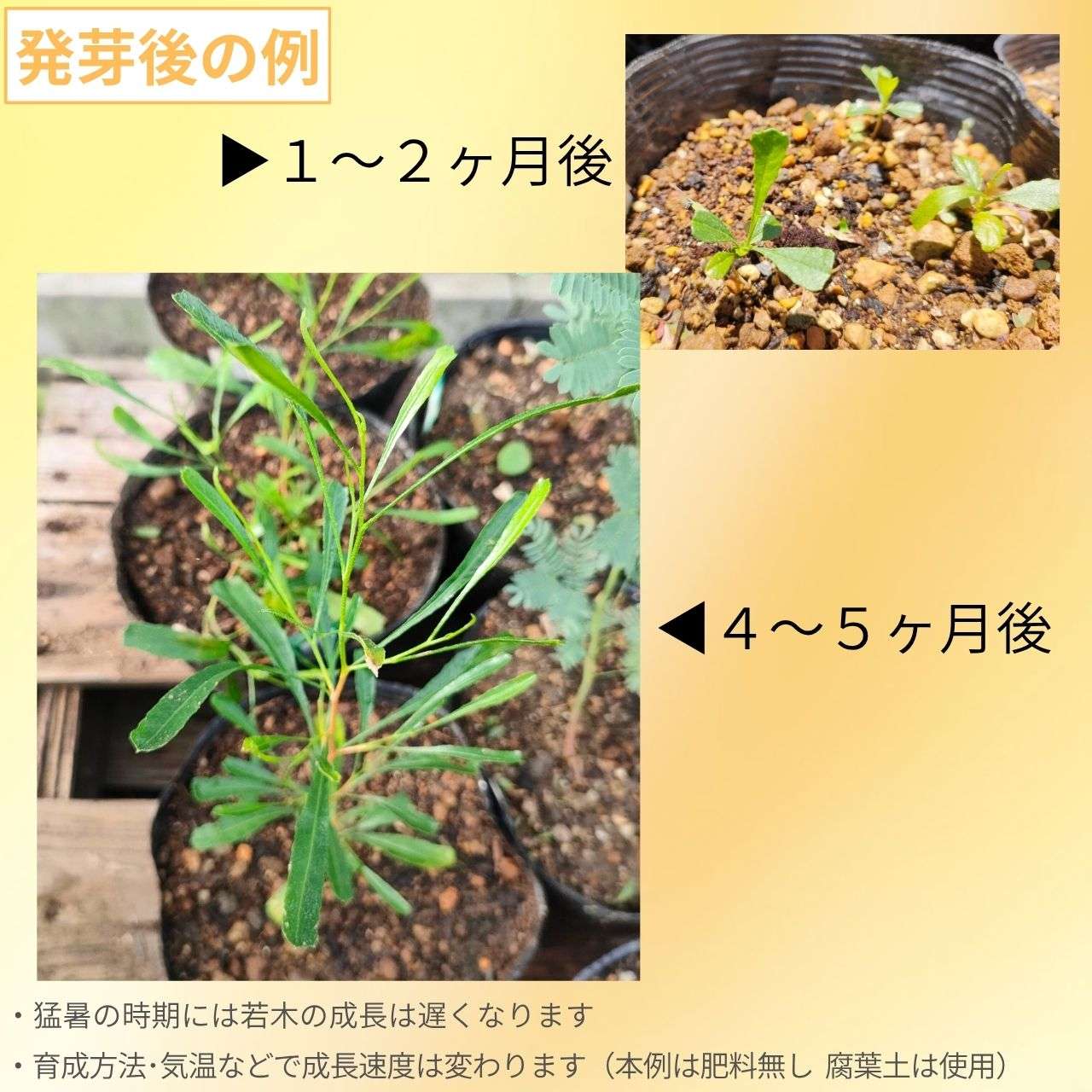 ドドナエア・ビスコーサ 種子 | ホップブッシュ - 観賞用で有名なオージープランツ - 種子
