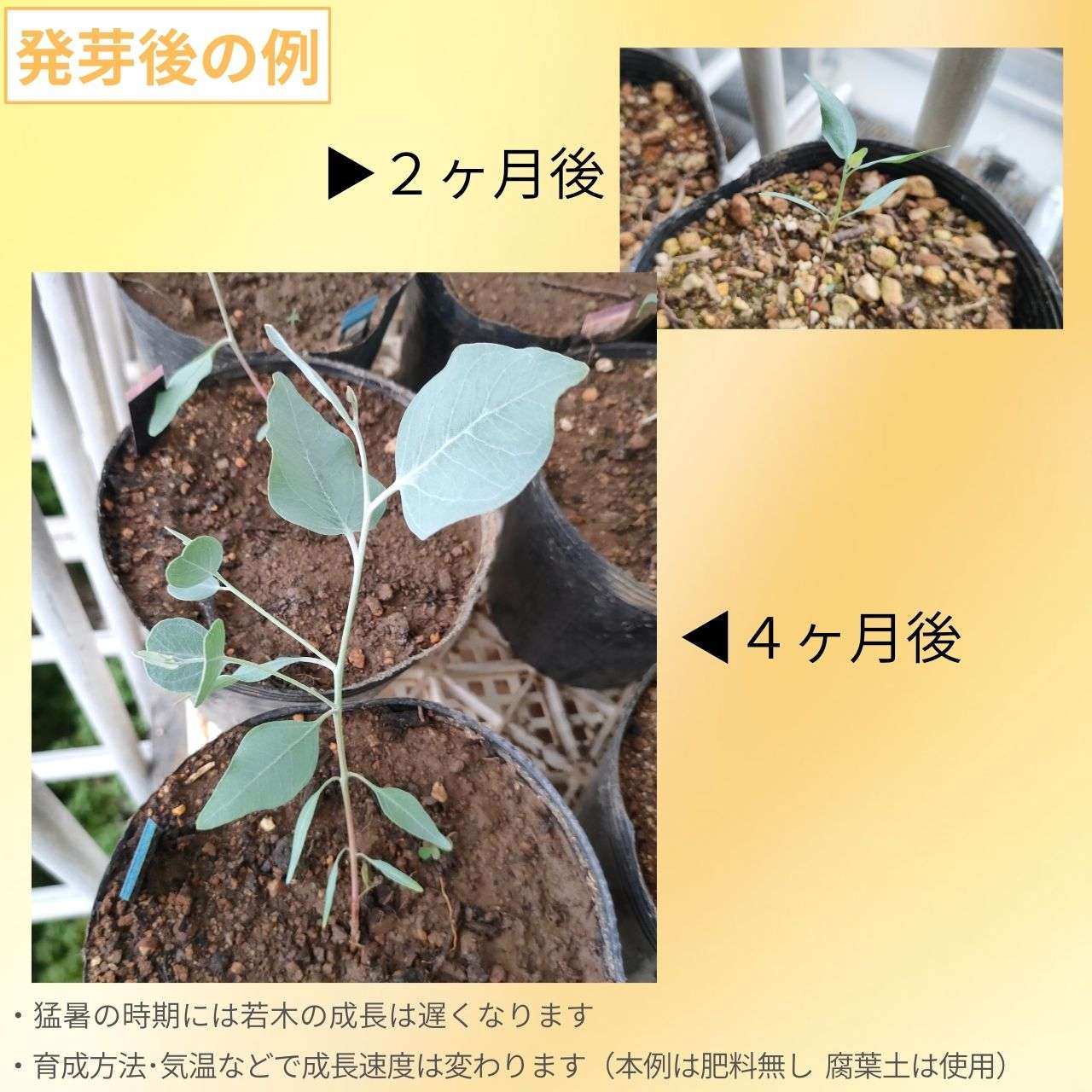 ユーカリ・アクセデンス 種子 | 白みのある青緑色の葉 - 種子
