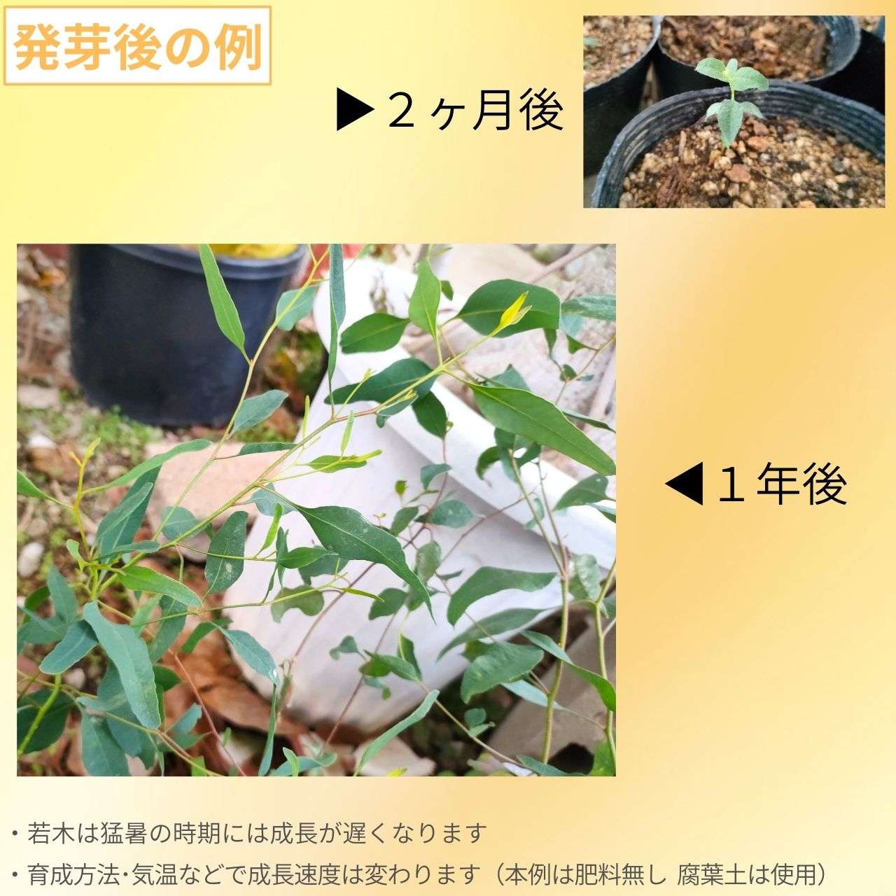 ユーカリ・セルヌア 種子 | うなづく花 - 種子