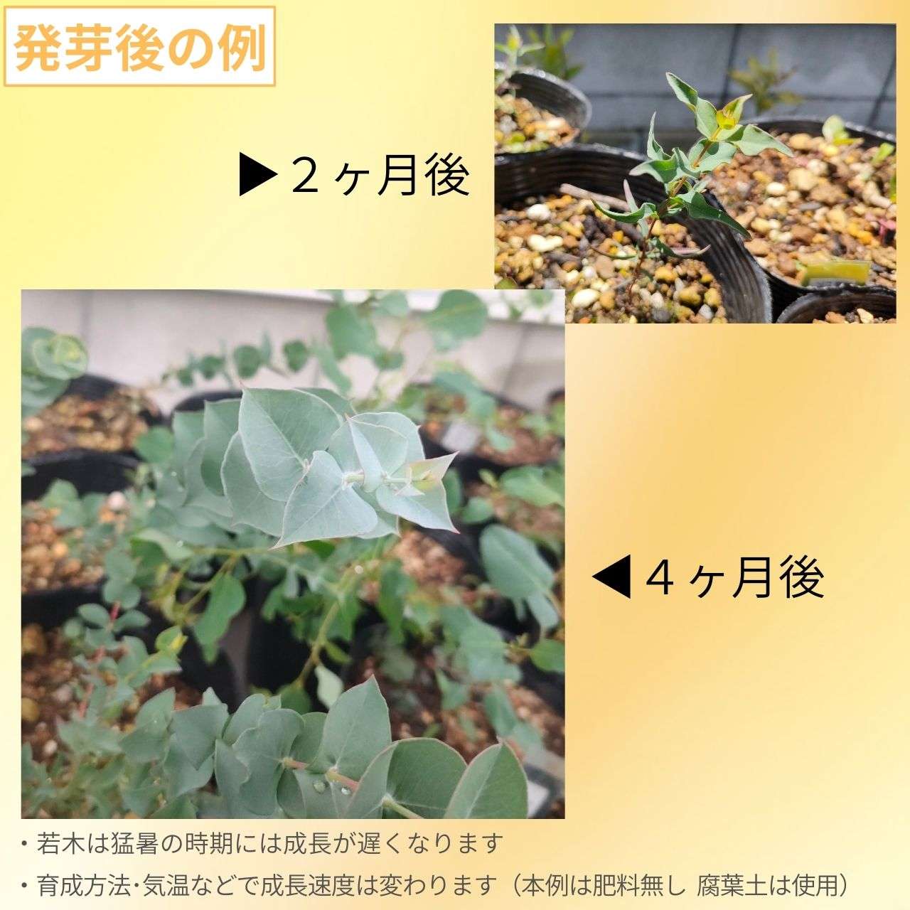 ユーカリ・ギリー 種子 | 卵型の葉 - 種子