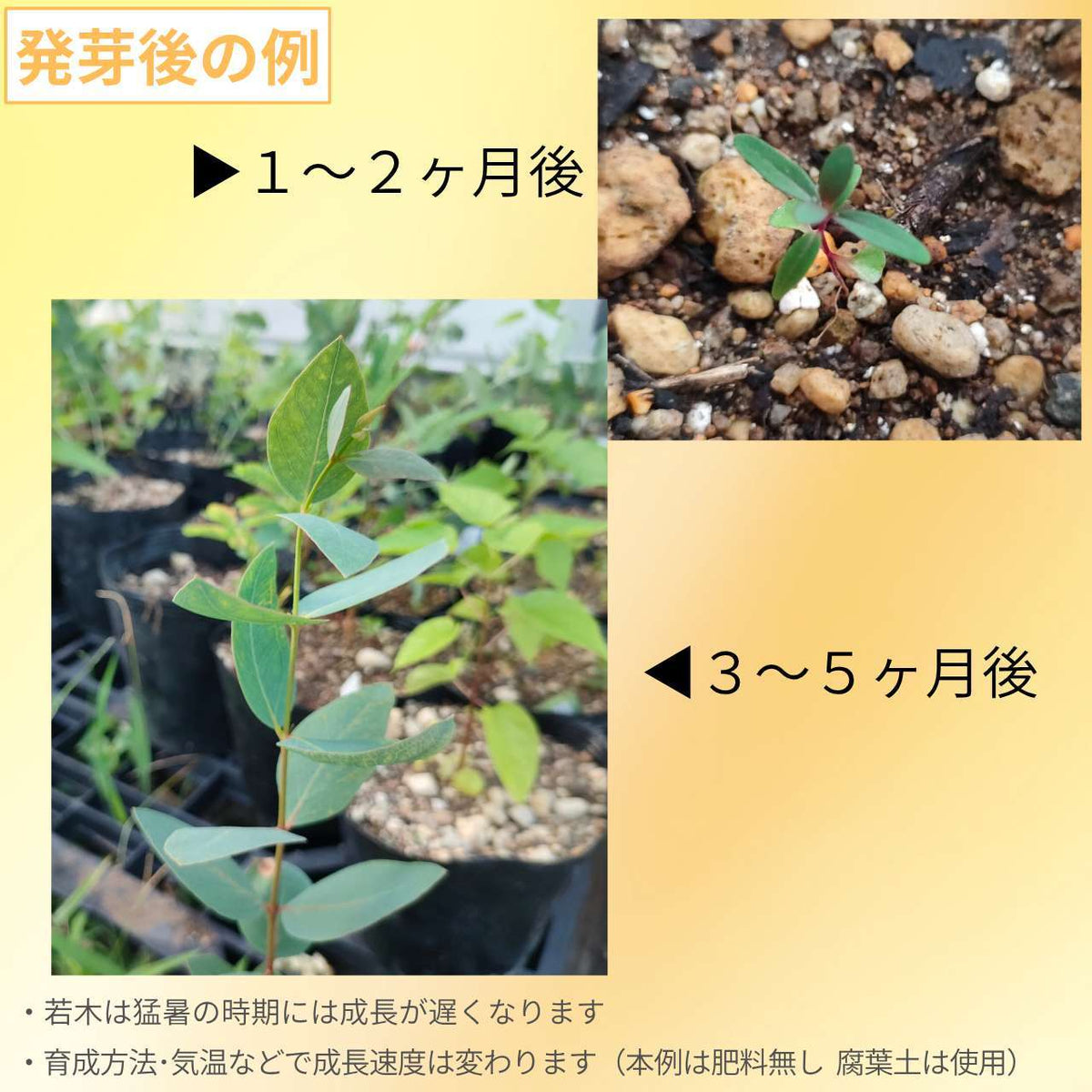 ユーカリ・リューコキシロン・ロゼア 種子 | ホワイト・アイアンバーク - 観賞用やハチミツ用 - 種子