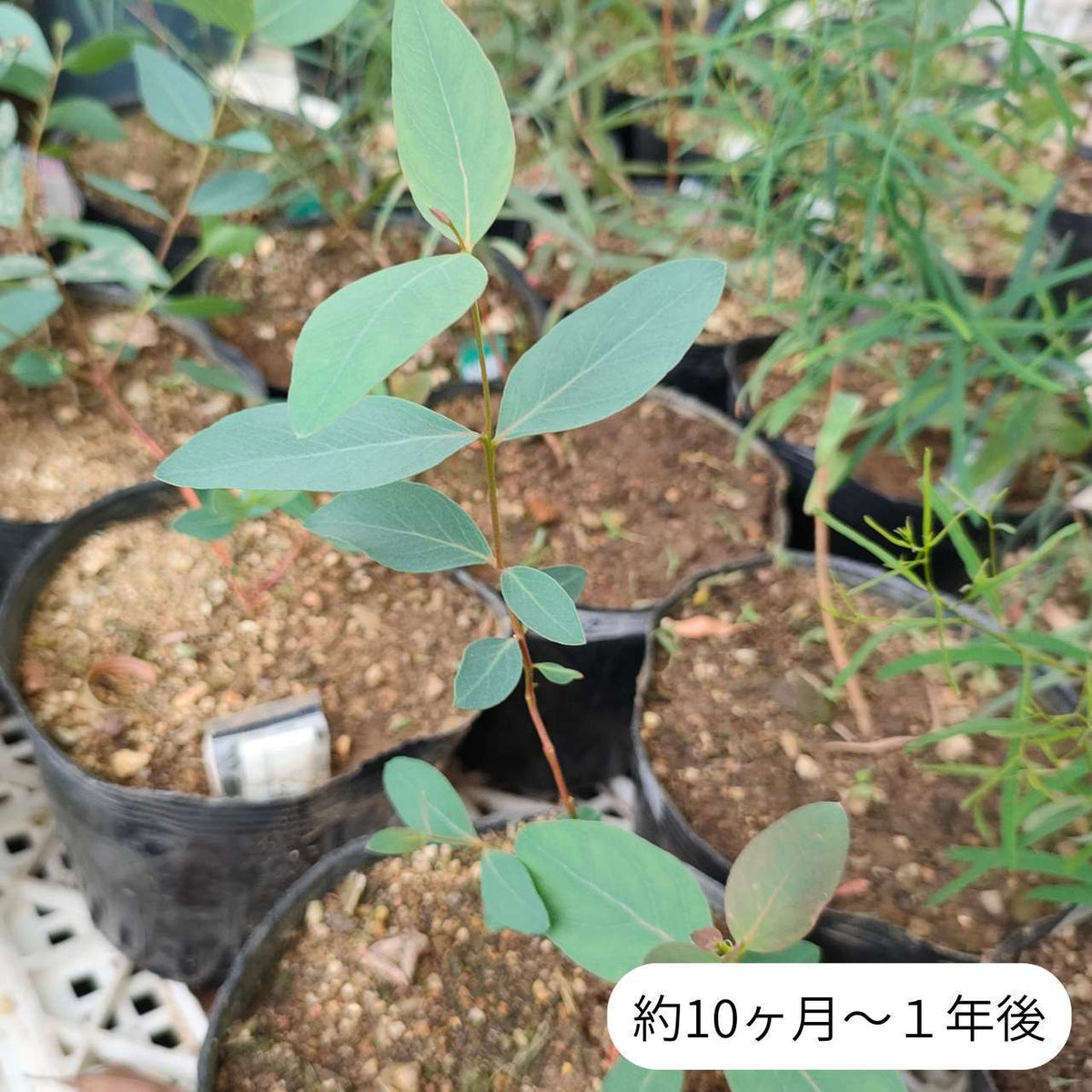 ユーカリ・リューコキシロン・ロゼア 種子 | ホワイト・アイアンバーク - 観賞用やハチミツ用 - 種子
