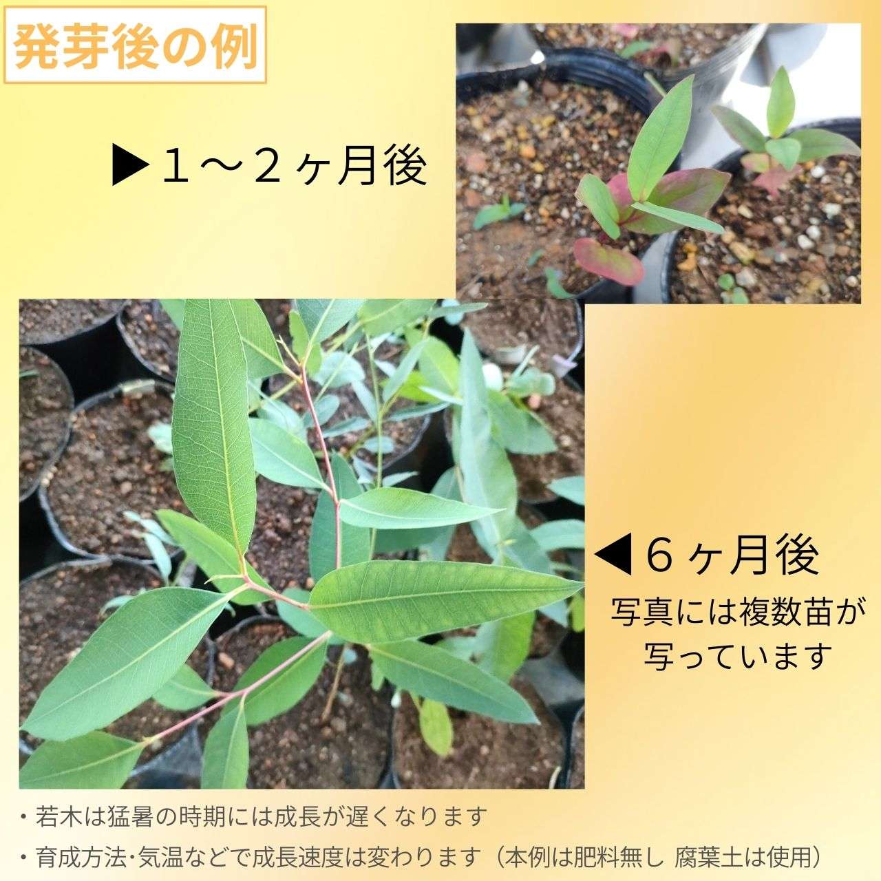 ユーカリ・マージナータ 種子 | ジャラ - ジャラハニーで有名 - 種子