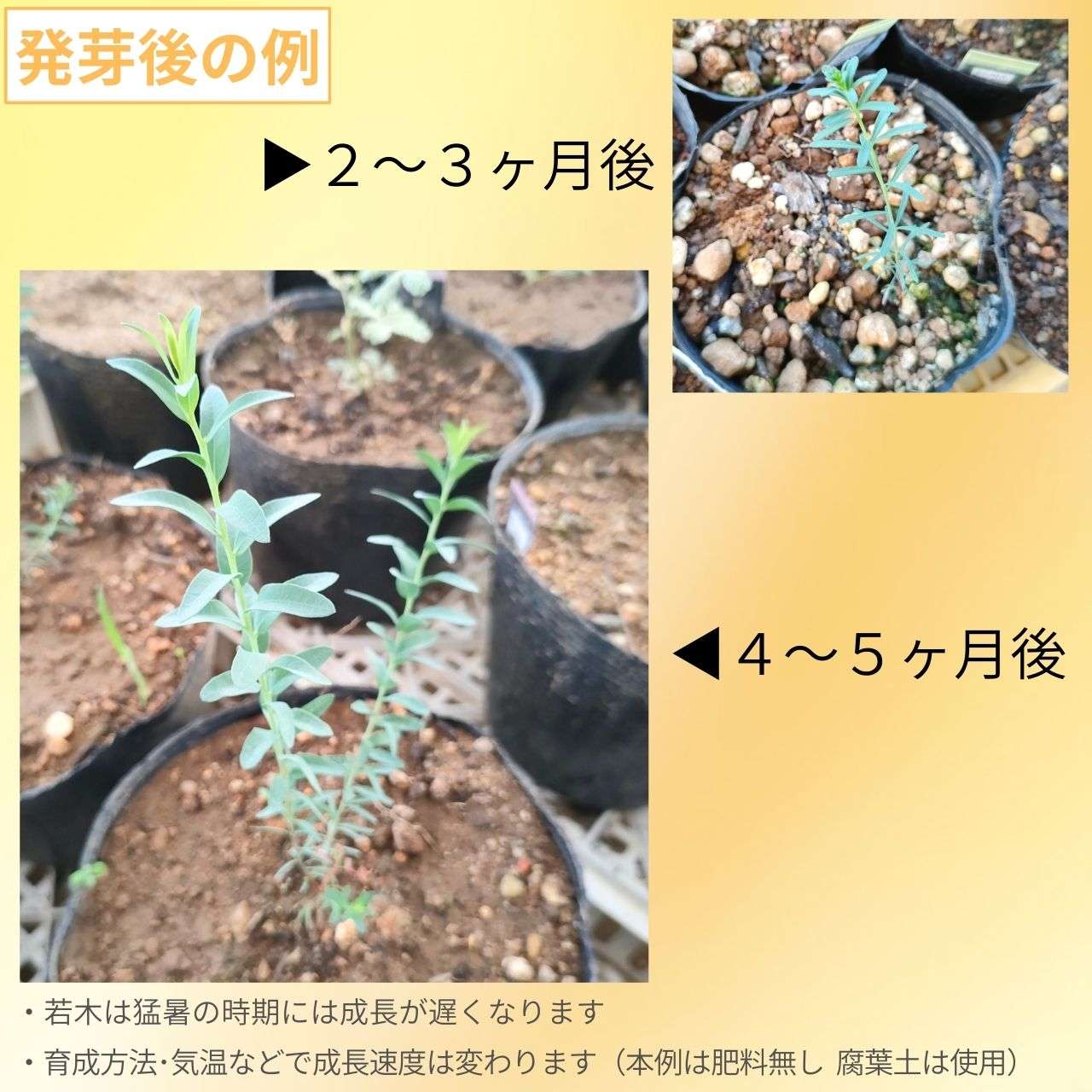 ユーカリ・オレオサ 種子 | 精油にちなんだ名前 - 種子