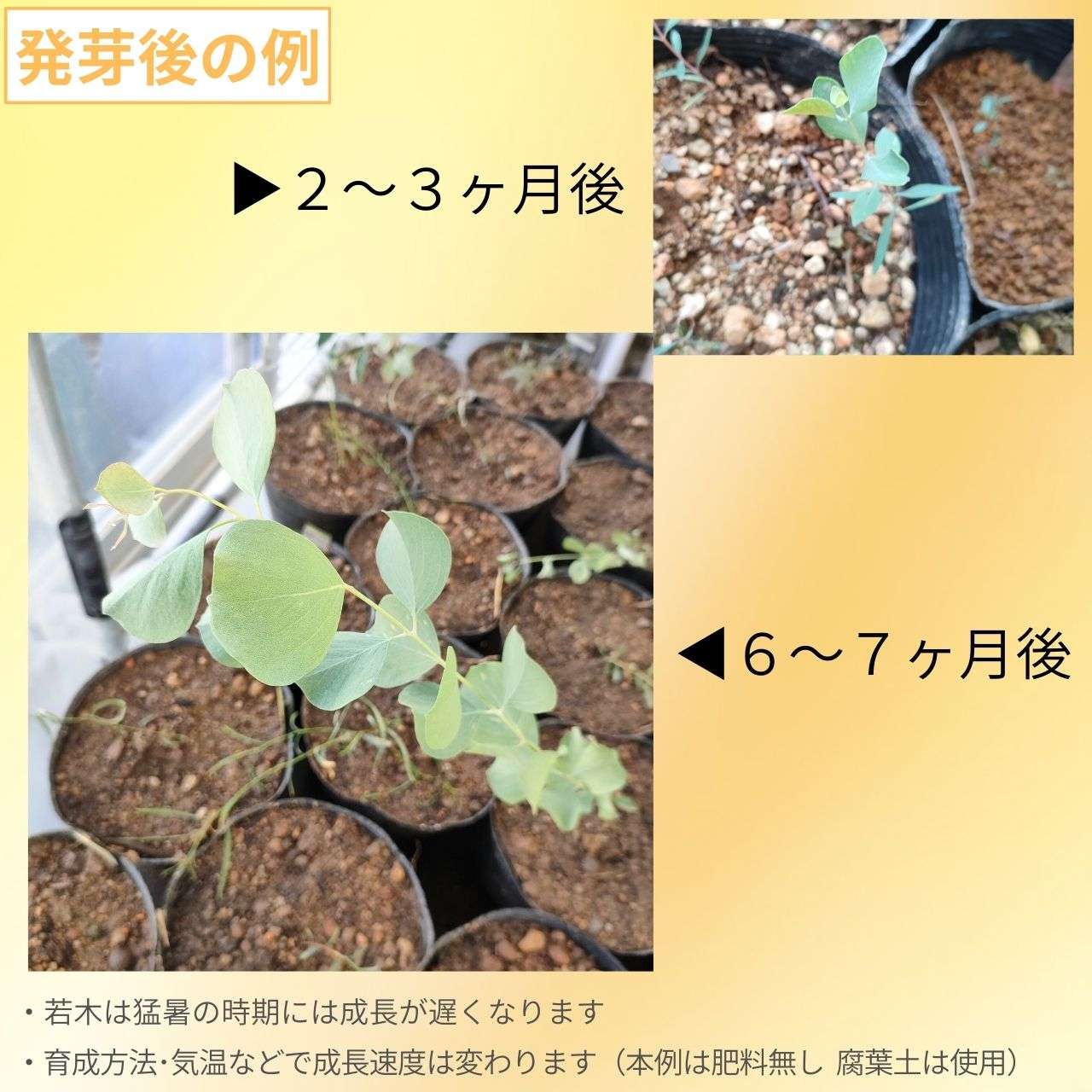 ユーカリ・オルビフォリア 種子 | 青みのある葉 - 種子