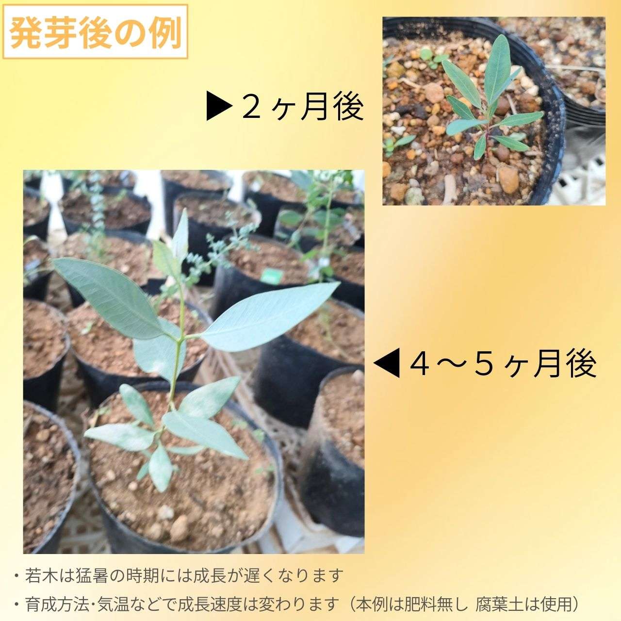 ユーカリ・パキフィラ 種子 | 紅色に染まる蕾 - 種子