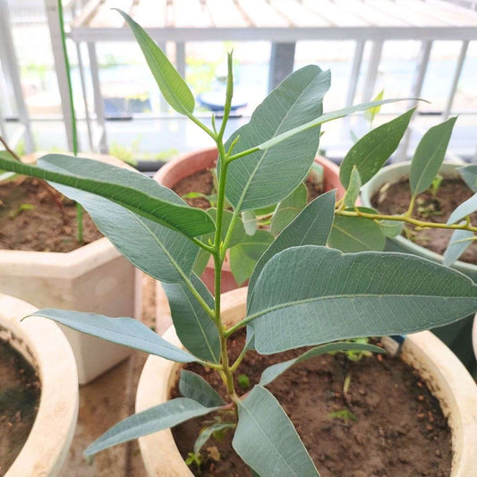 ユーカリ・ストリックランディ 種子 | 黄色の花 - 種子