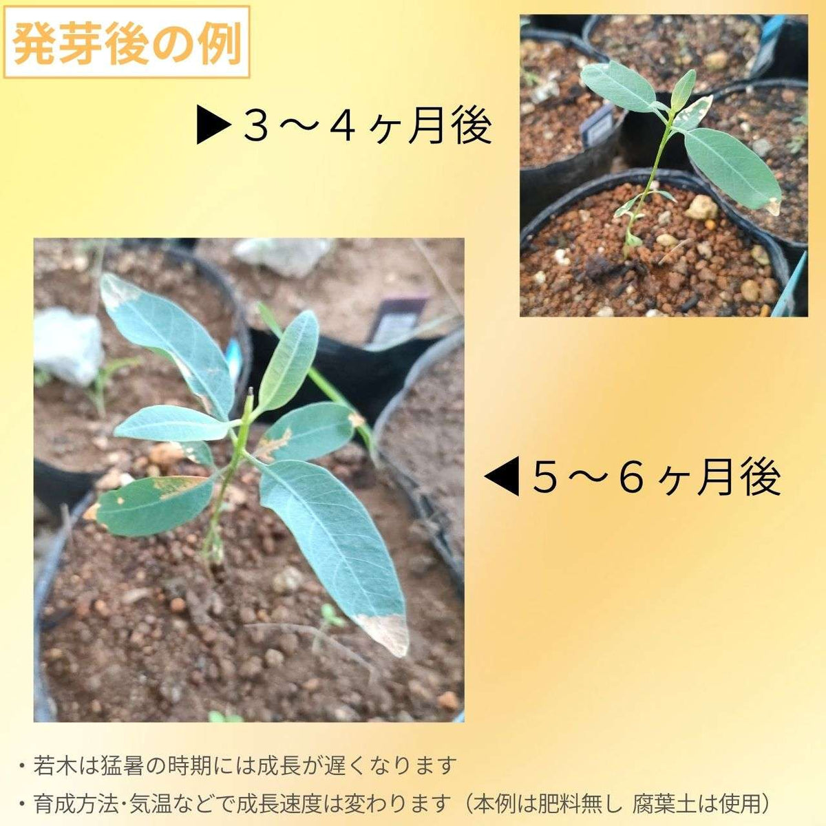 ユーカリ・ストリックランディ 種子 | 黄色の花 - 種子