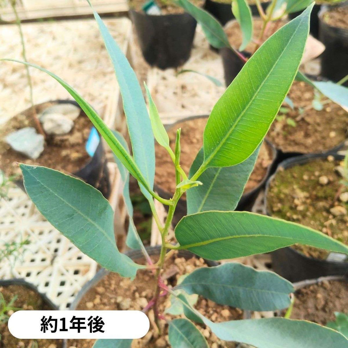 ユーカリ・ストリックランディ 種子 | 黄色の花 - 種子