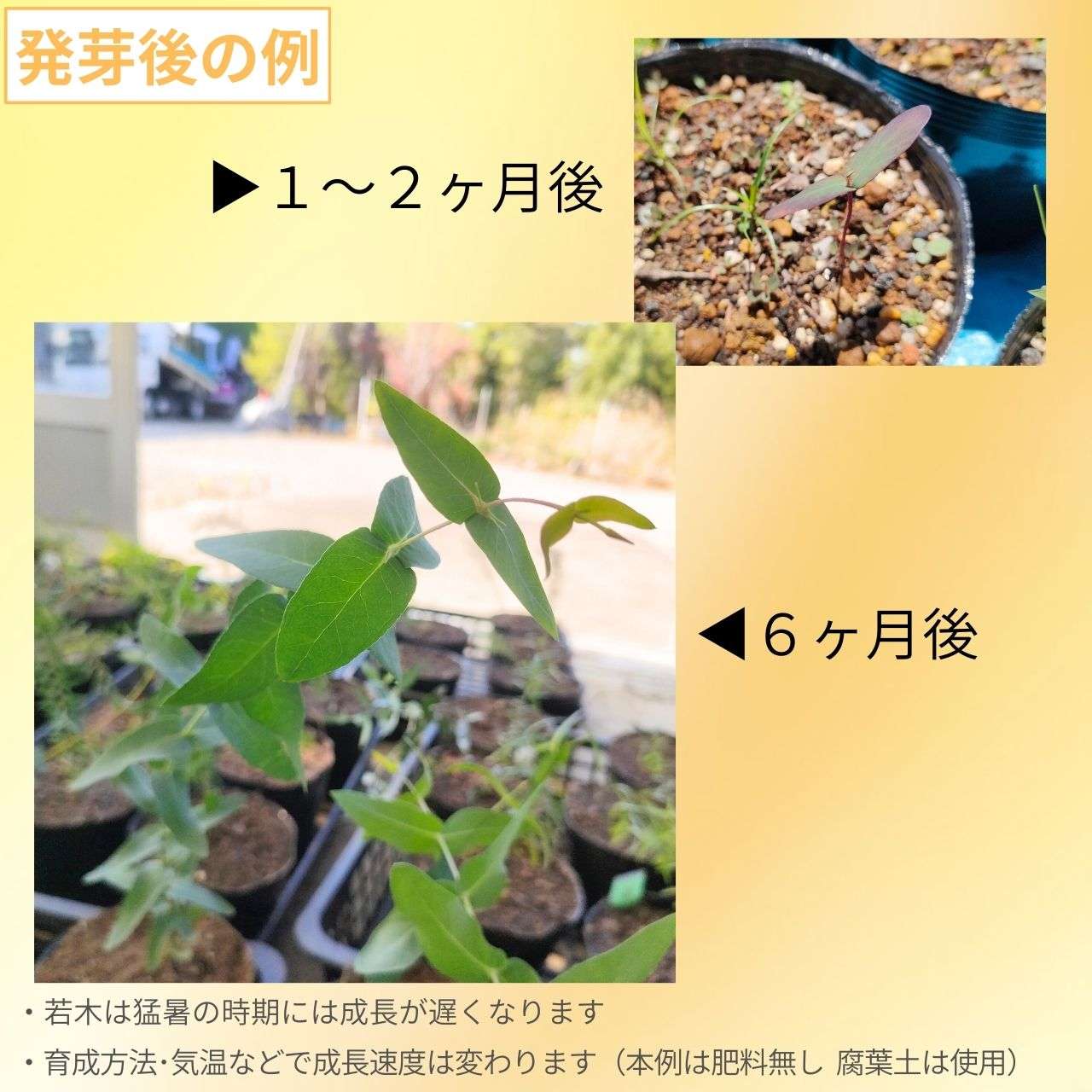ユーカリ・テヌイラミス 種子 | シルバー・ペパーミント - 白みのある青緑色の葉 - 種子