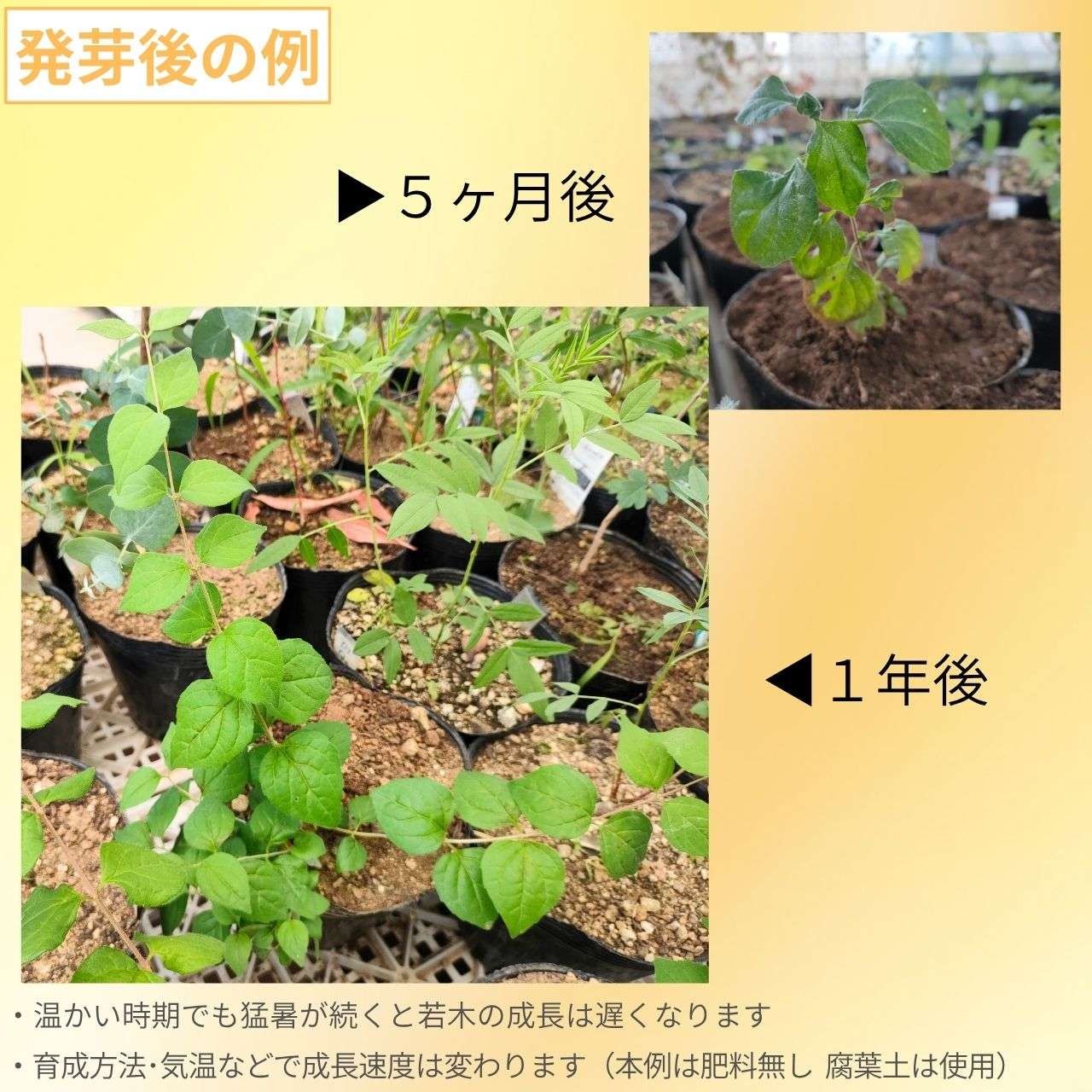 鍾馗空木(ショウキウツギ) 種子 | コルクウィッチア・アマビリス - 美しき低木 - 種子