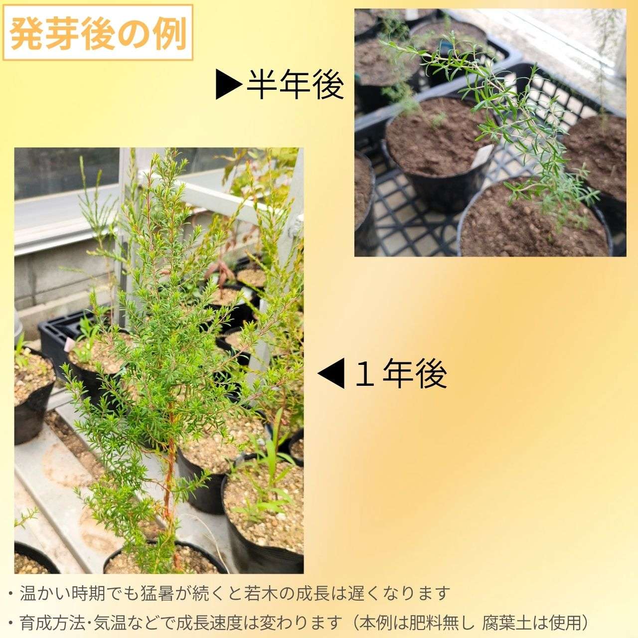 クンゼア・アンビグア 種子 | ホワイト・クンゼア - クンジア精油やクンゼアハニーで有名なオージープランツ - 種子